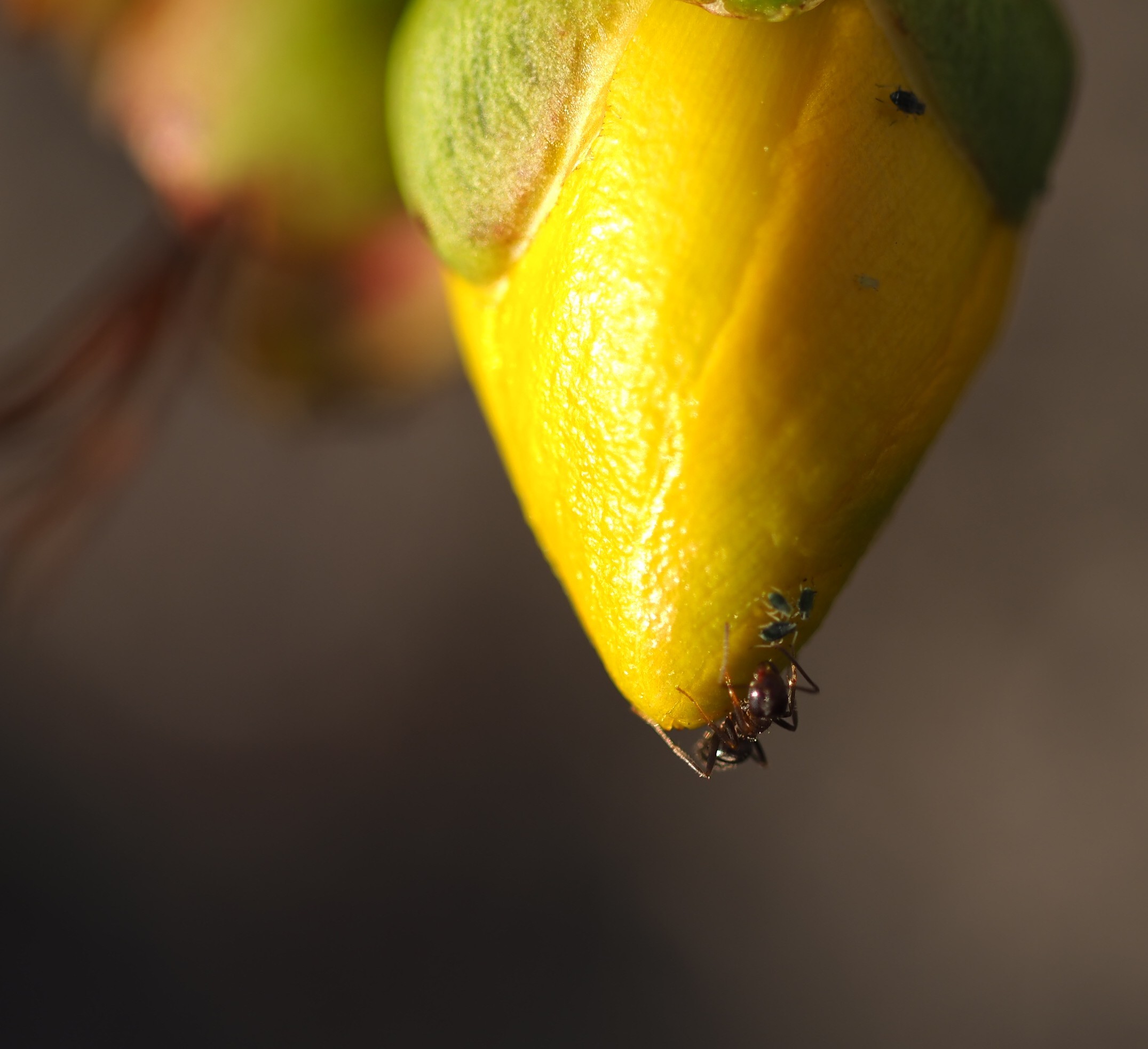Ant