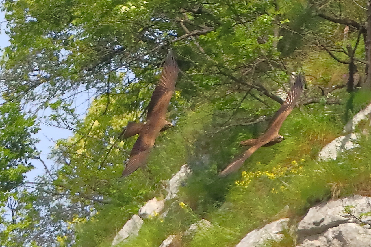 Nibbio bruno 30 aprile 2024 - 0223