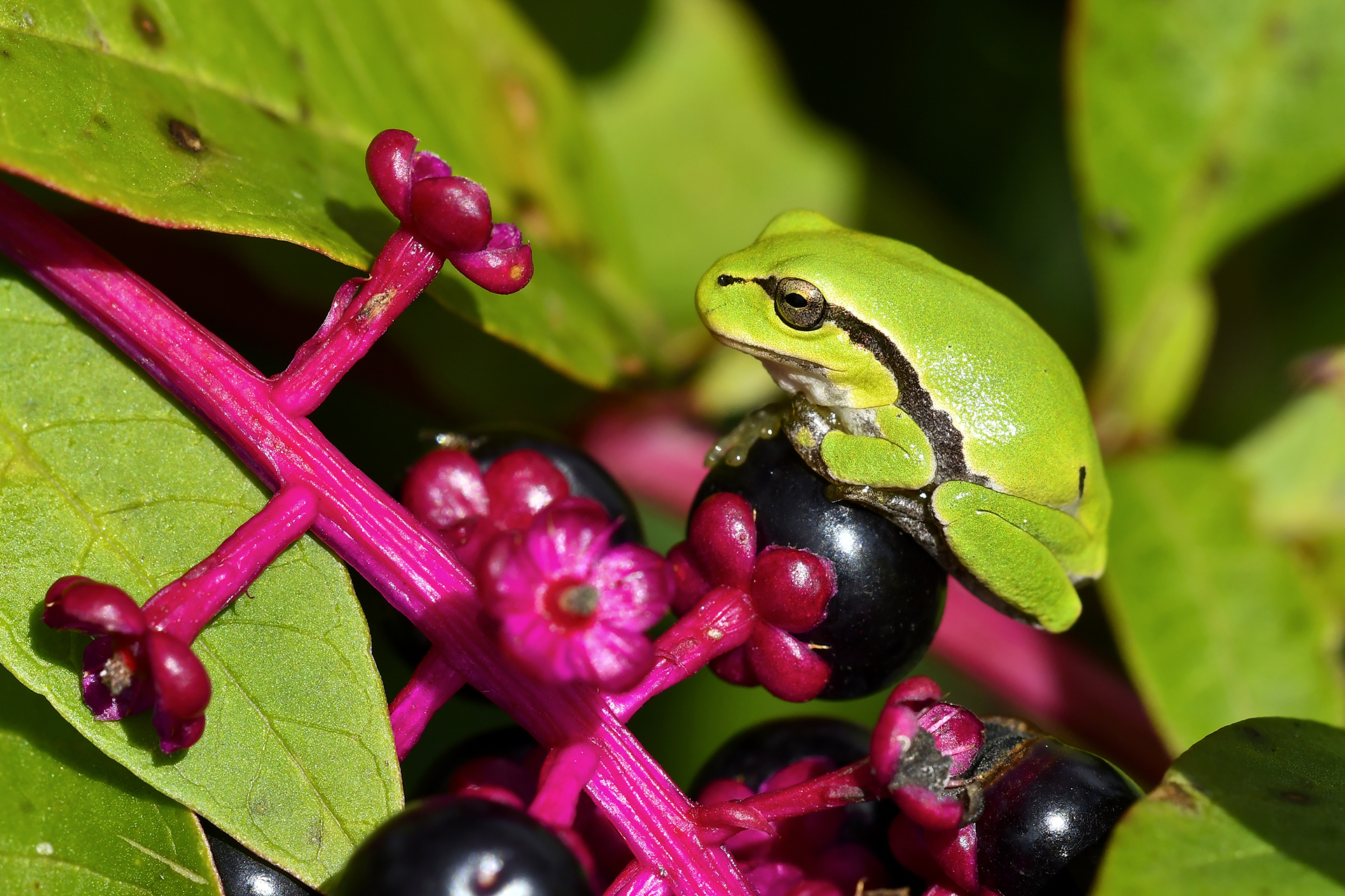 Common tree frog