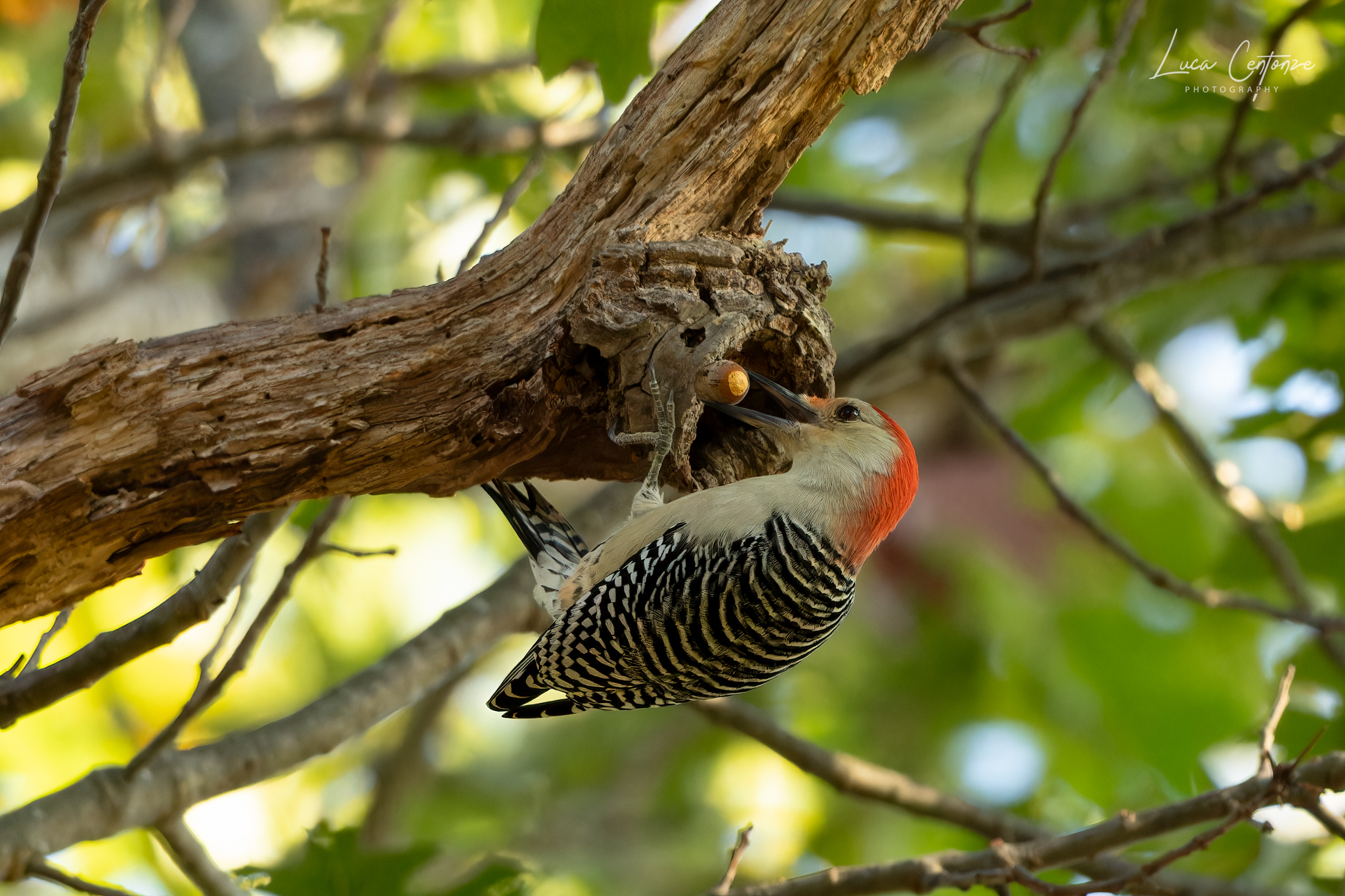 Red-bellied Woodpecker (Melanerpes carolinus)