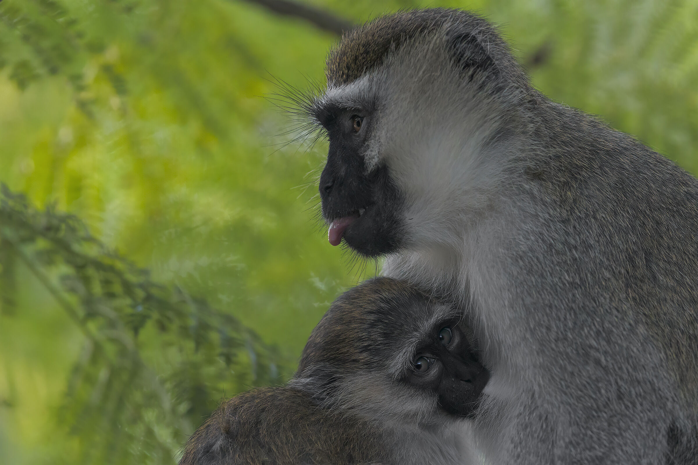 Allattamento con linguaccia