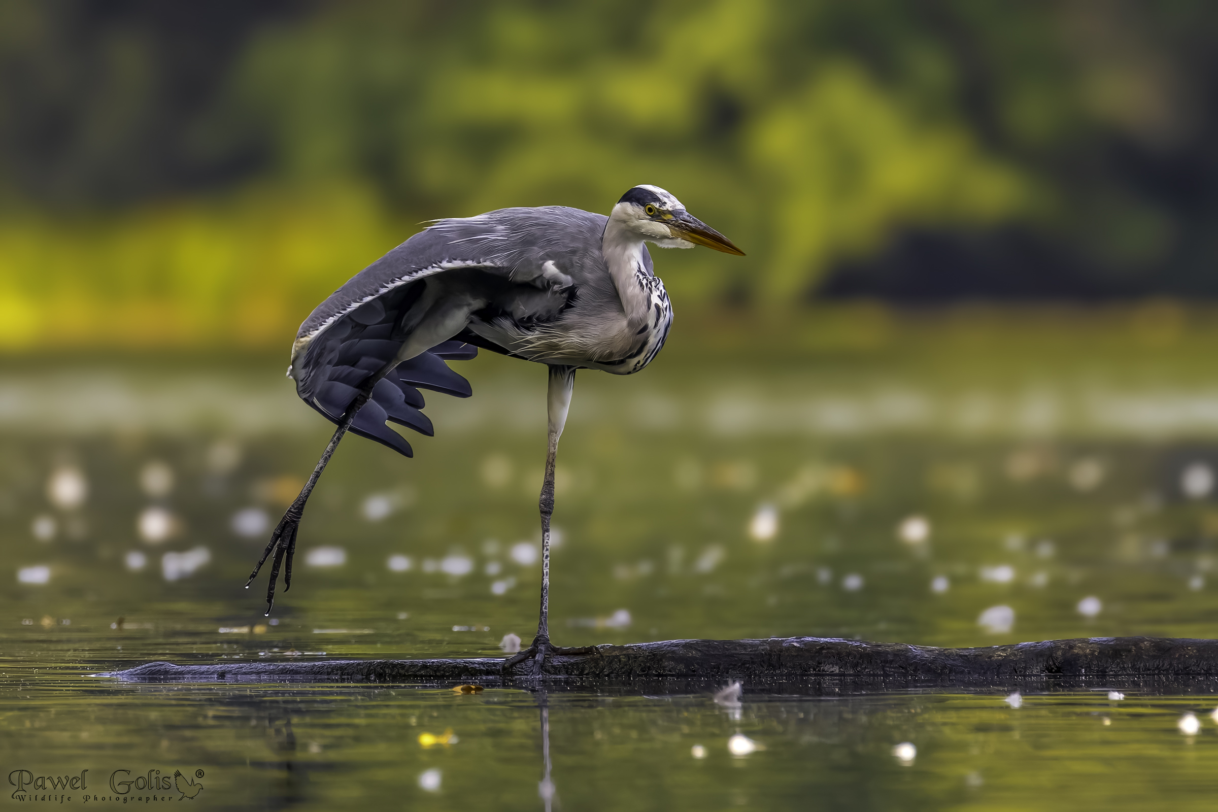 Airone cenerino (Ardea cinerea)
