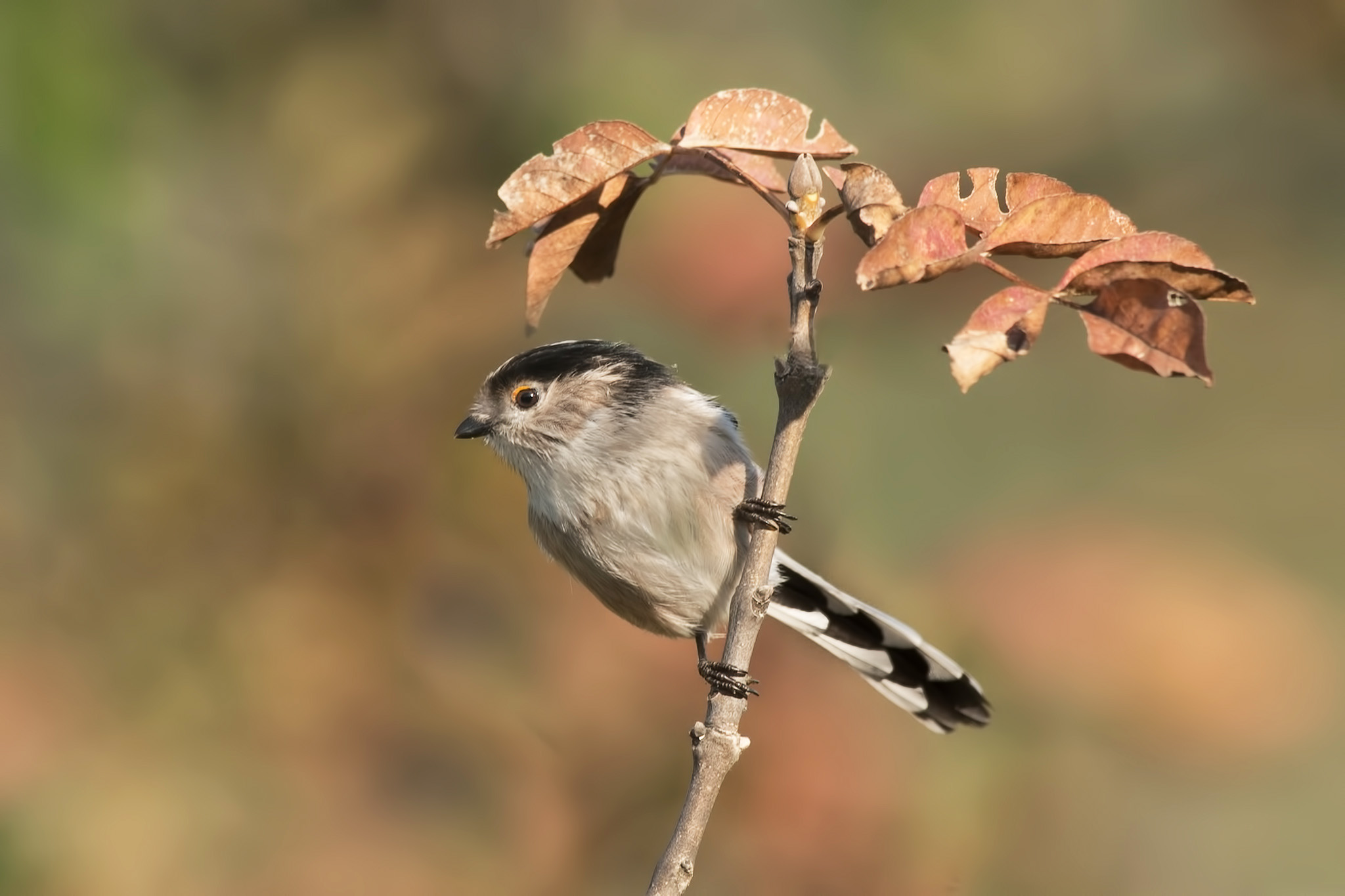 Un Codibugnolo,(Cincia codona) "Ottombrino"