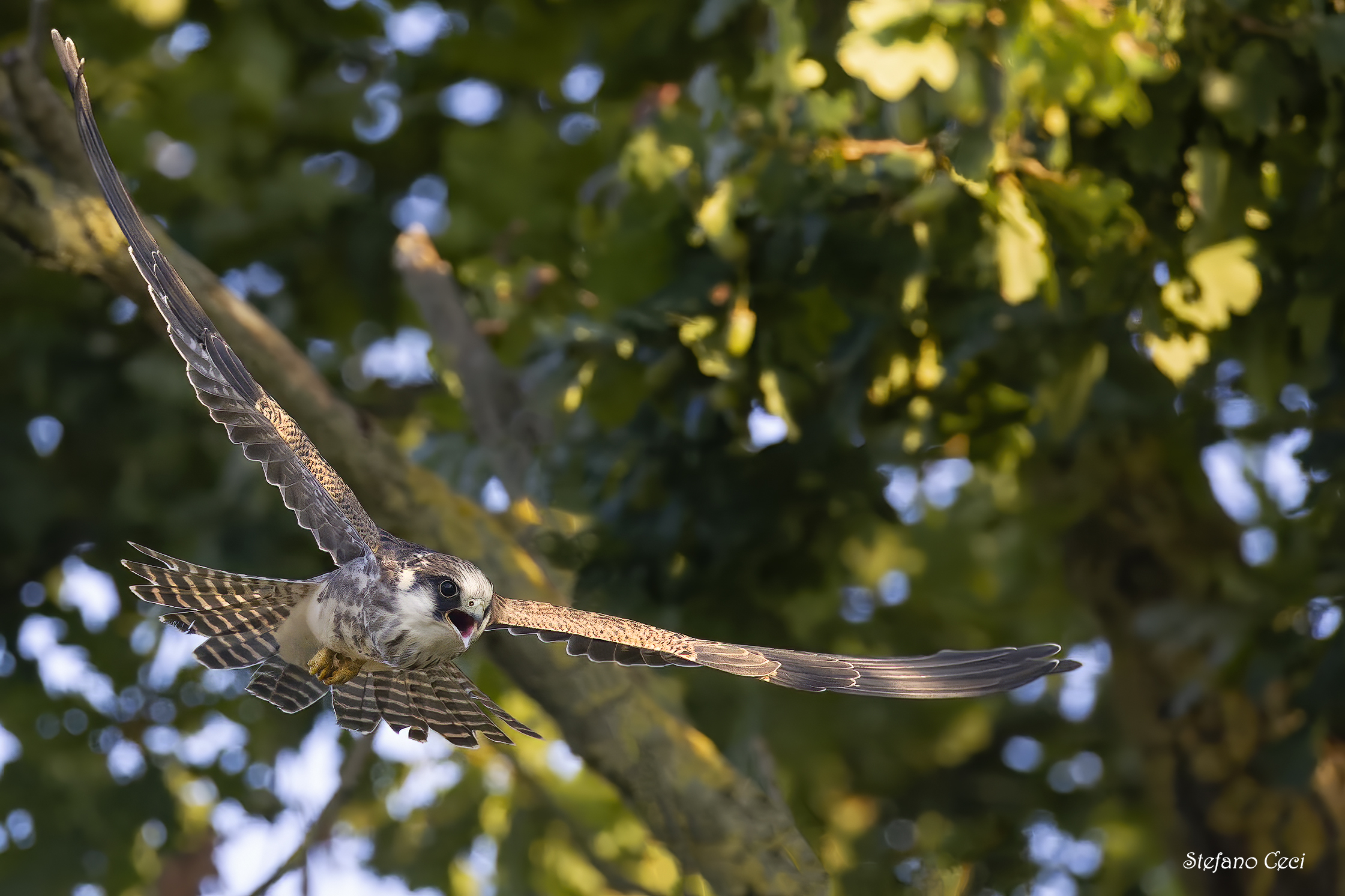 Cuckoo falcon in flight