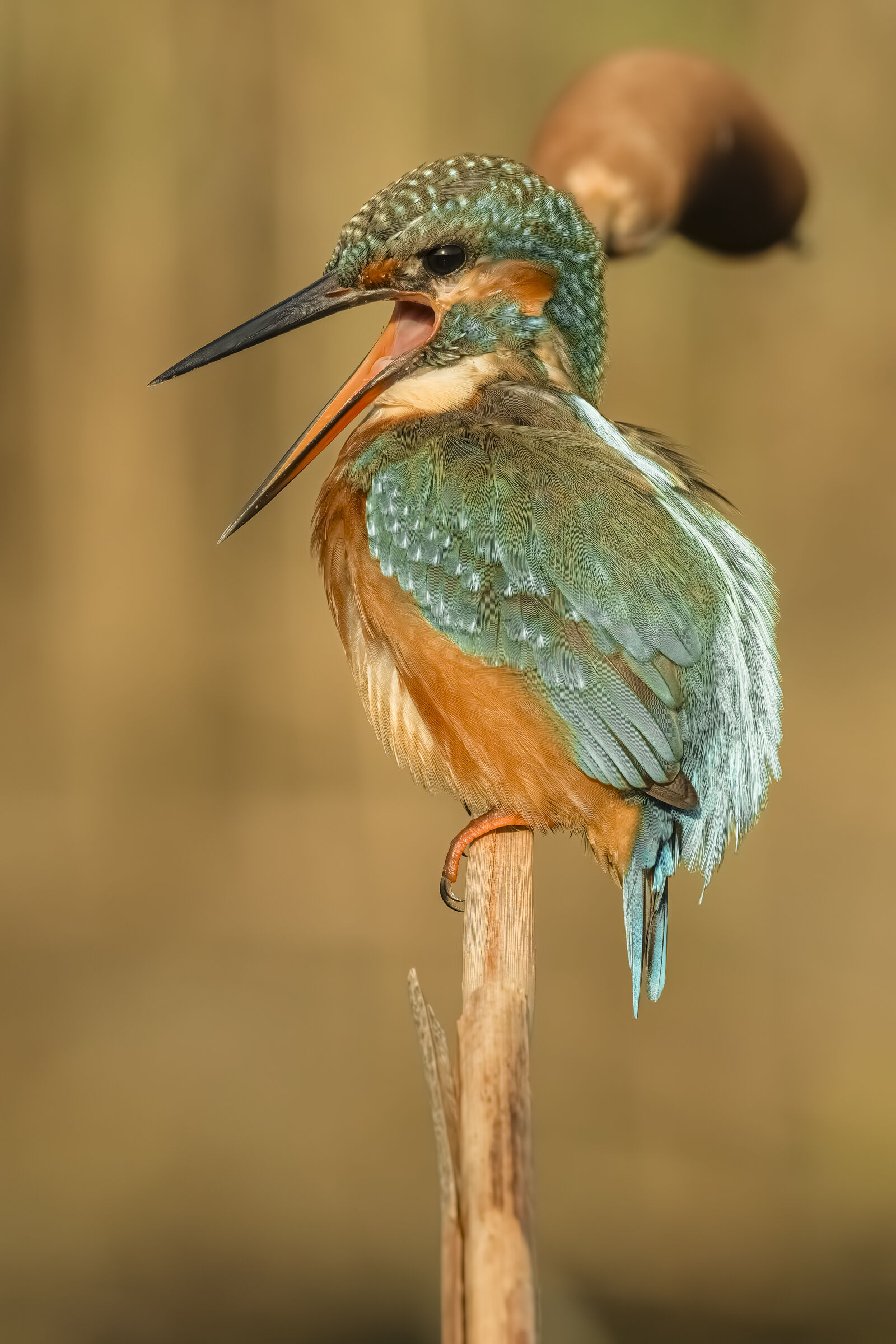 Kingfisher