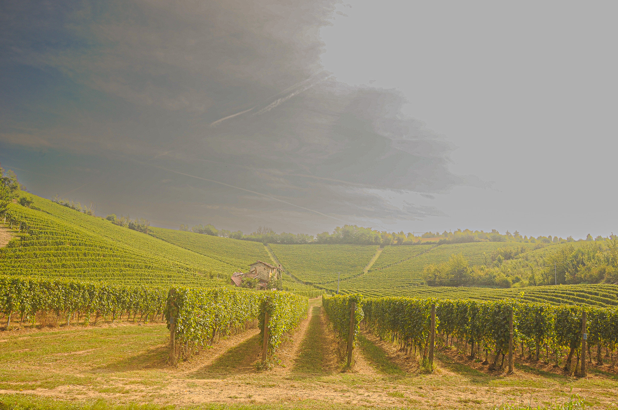 Vineyard in peace and silence