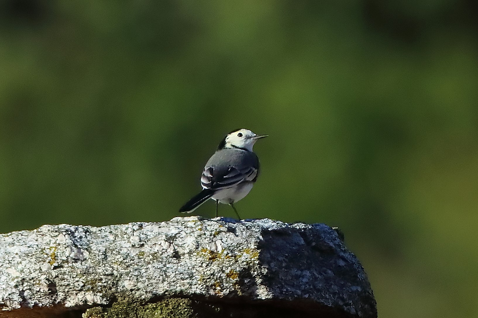 Ballerina B 10 ottobre 2024 - 0030