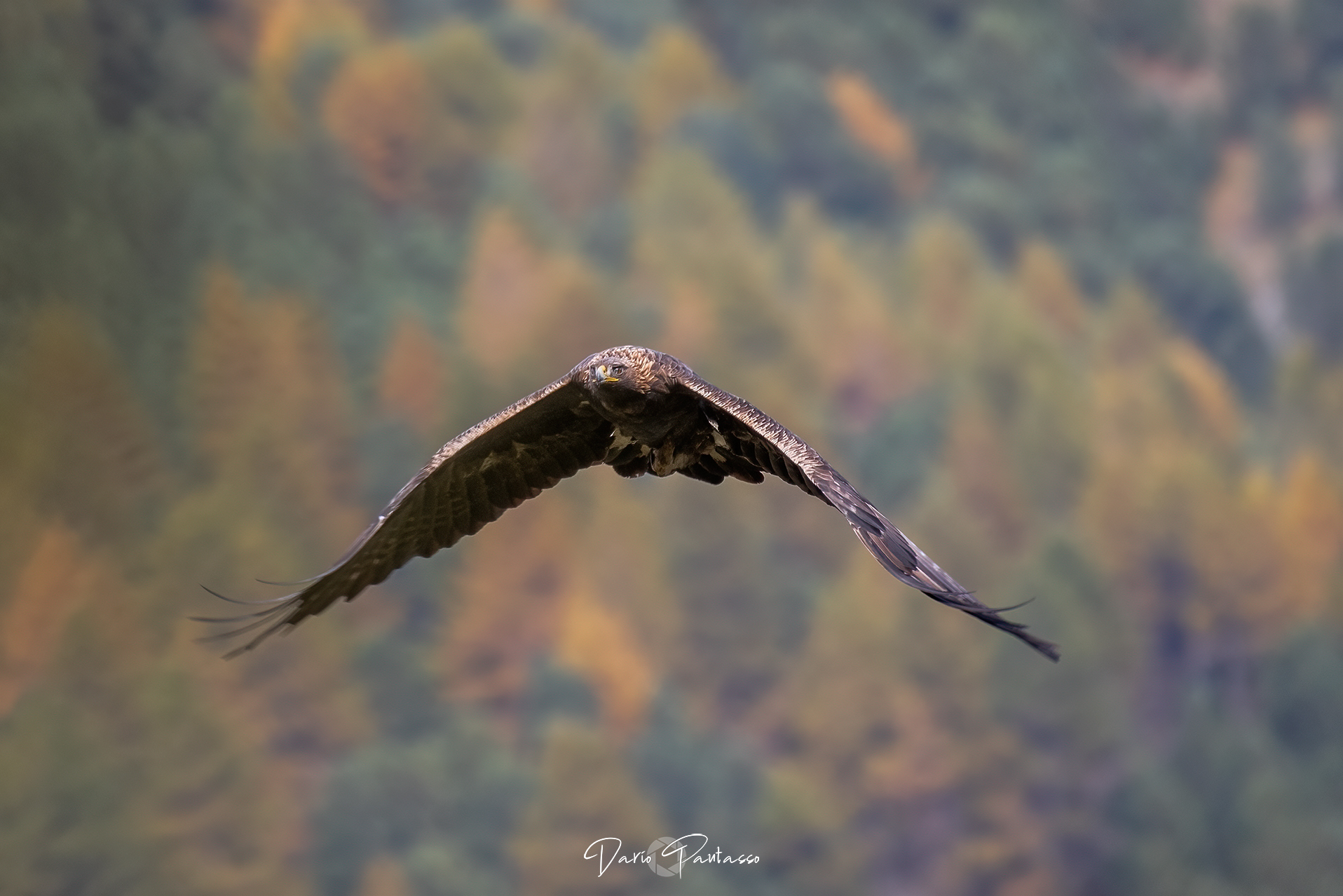 The autumn of the Golden Eagle.
