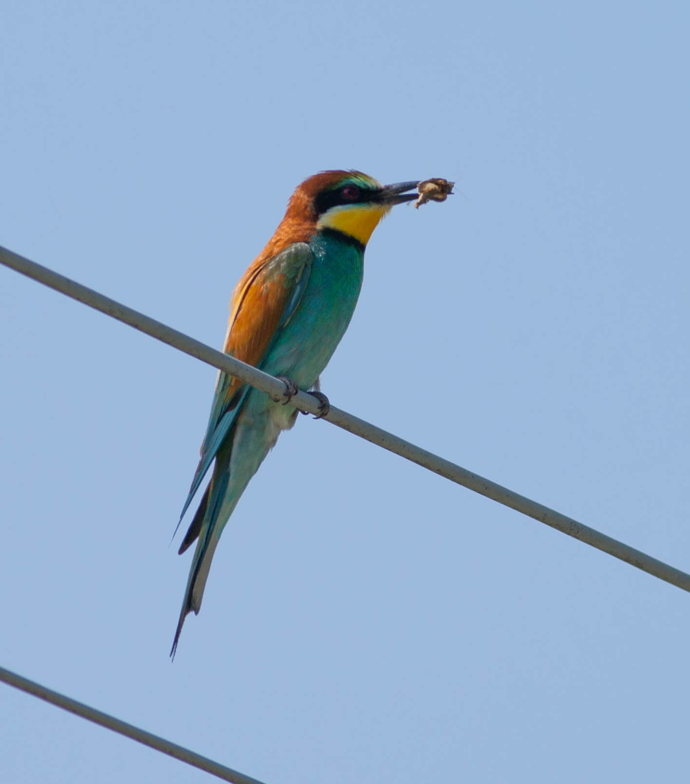Bee-eater