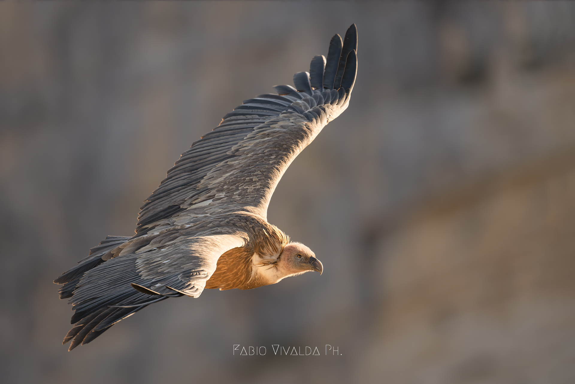 Golden Hour for the Vulture