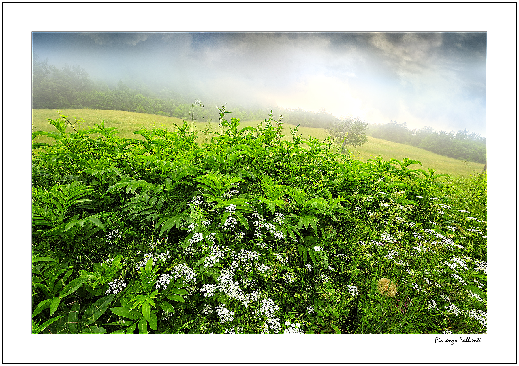 Mists of early summer .. ..