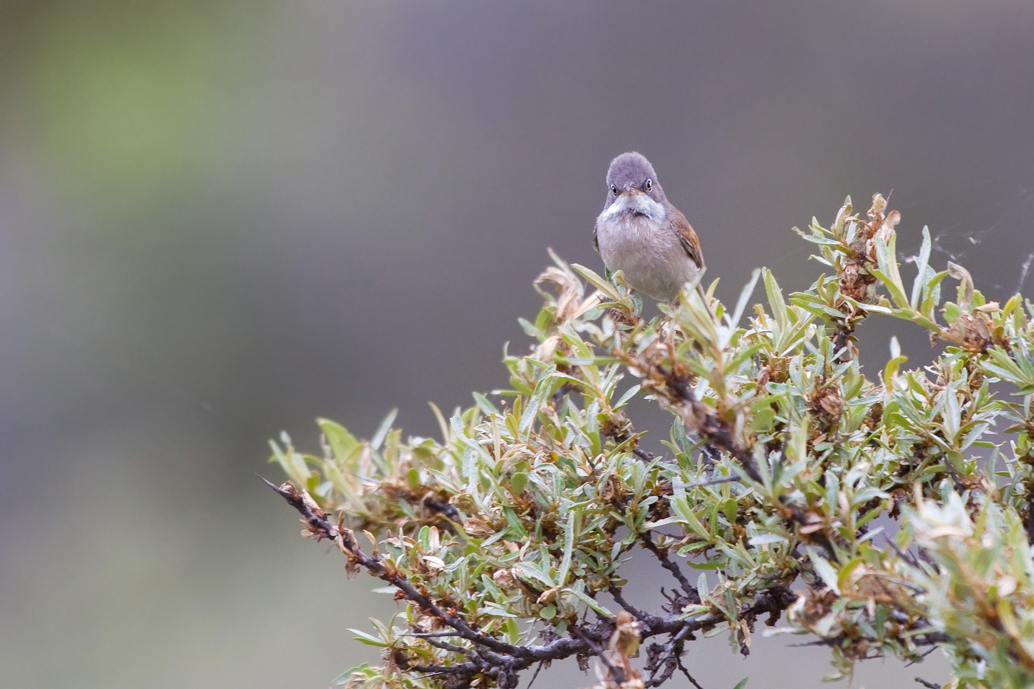 Occhiataccia di una sterpazzola