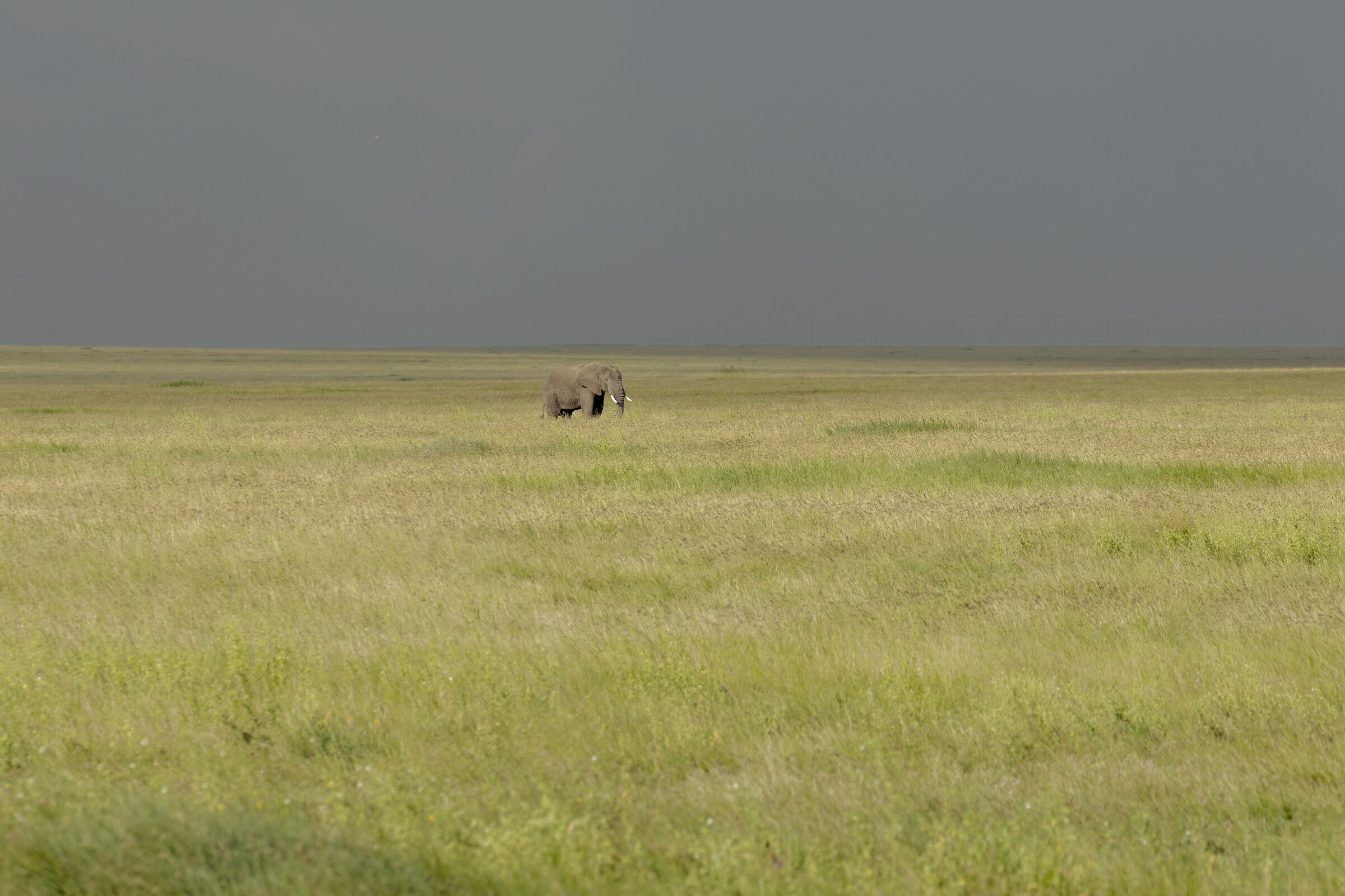 Serengeti