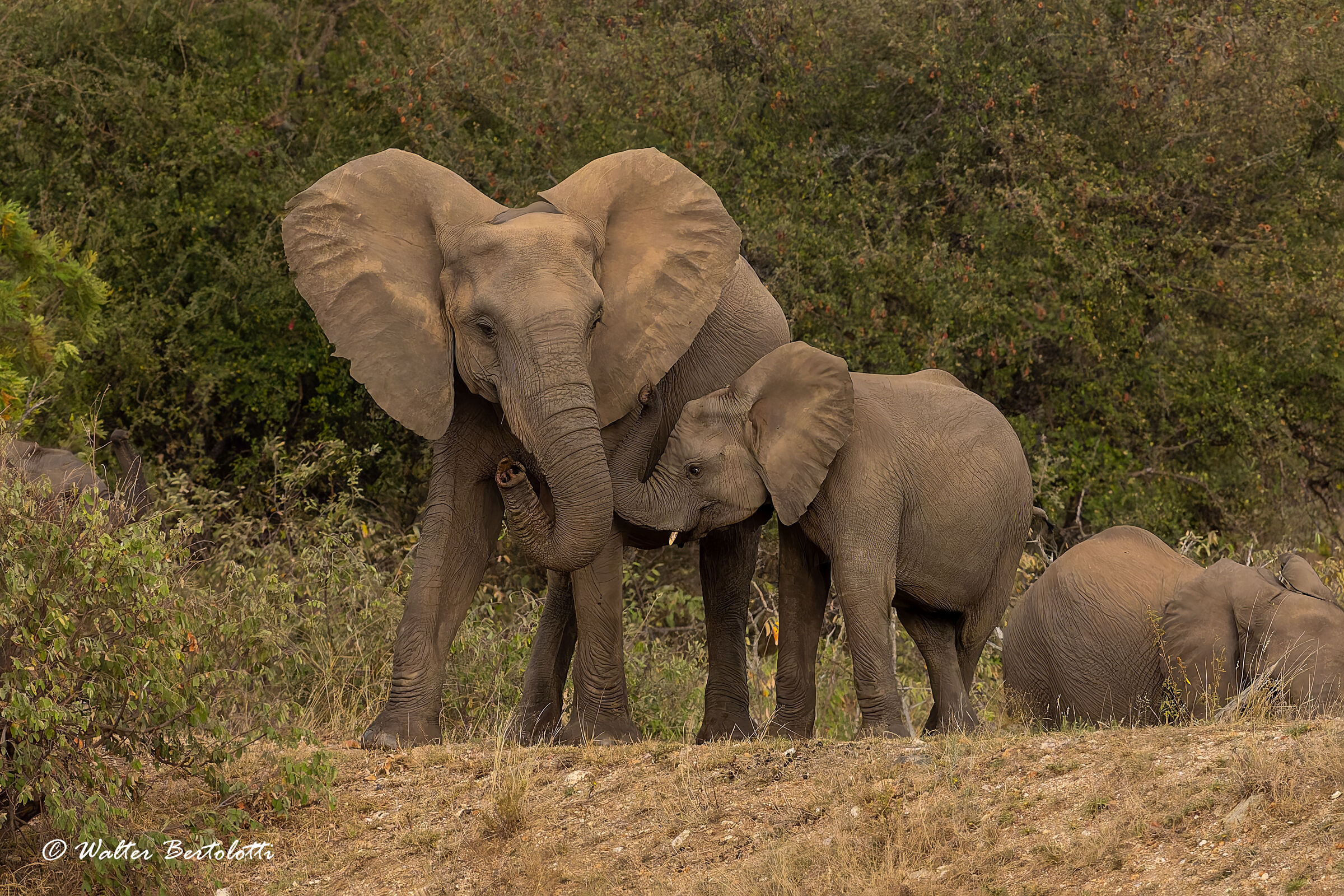 la protezione di una madre