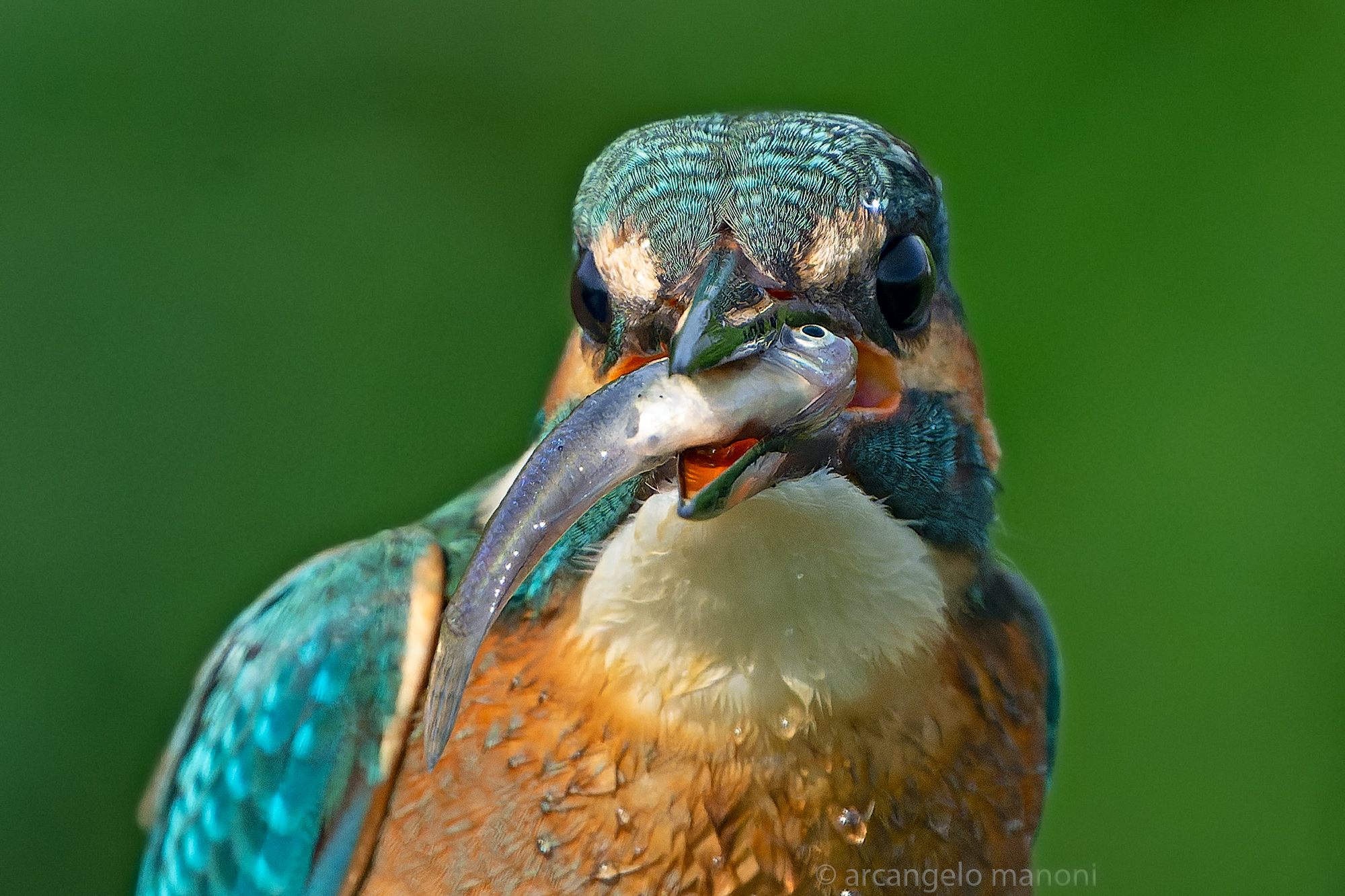 Occhio della preda vs occhio del predatore