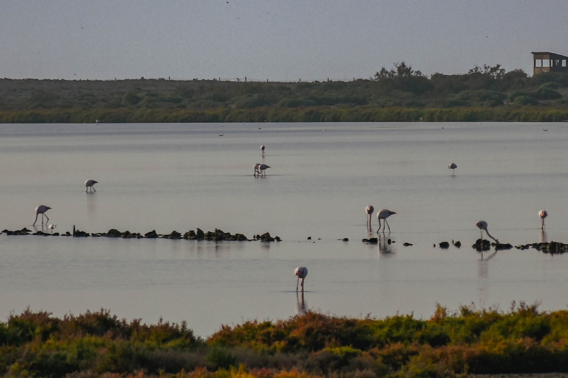Pelicans Oasi salinas cabo de gata