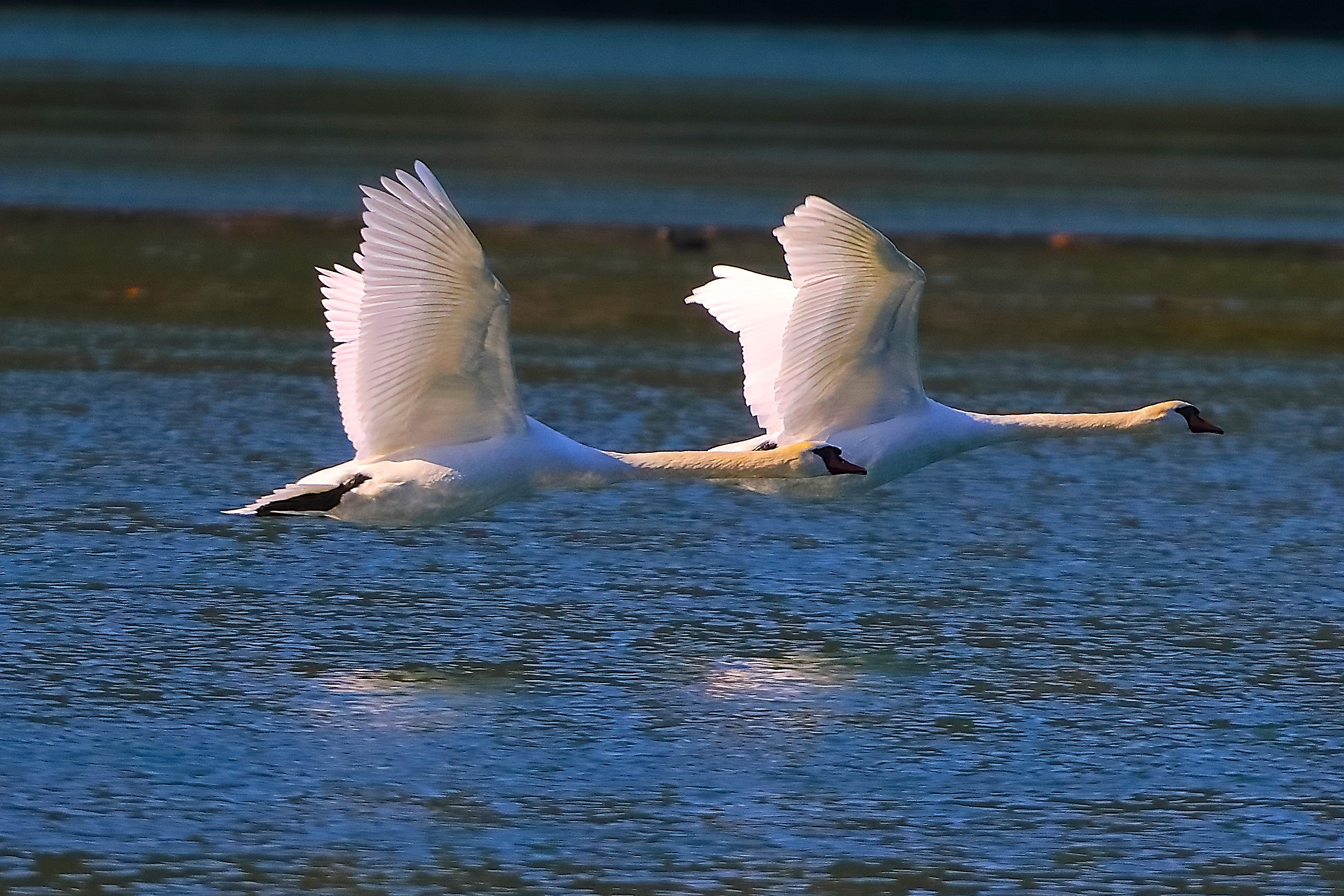 Cigni R 11 ottobre 2024 - 0094