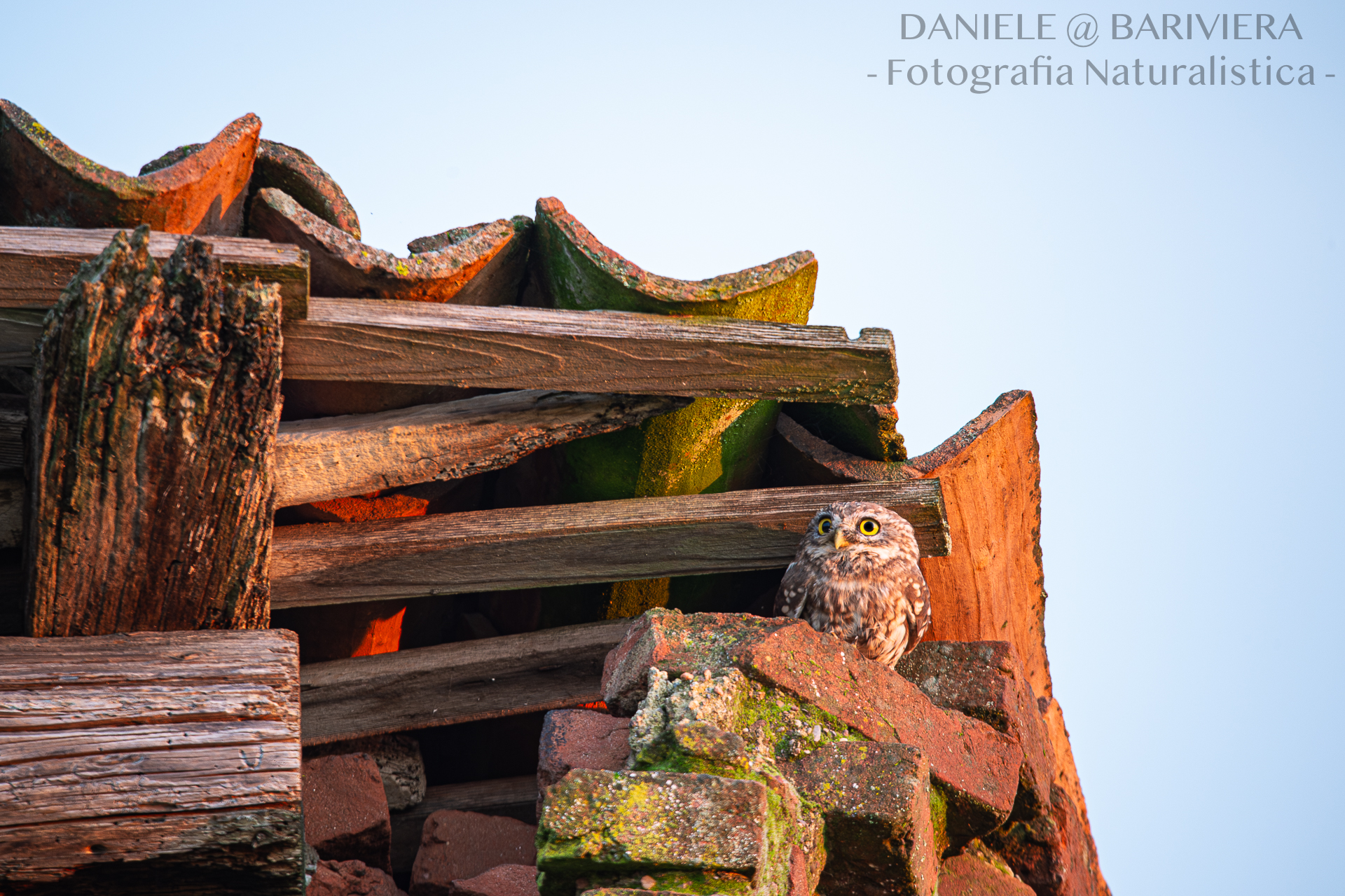 Civetta al sorgere del sole