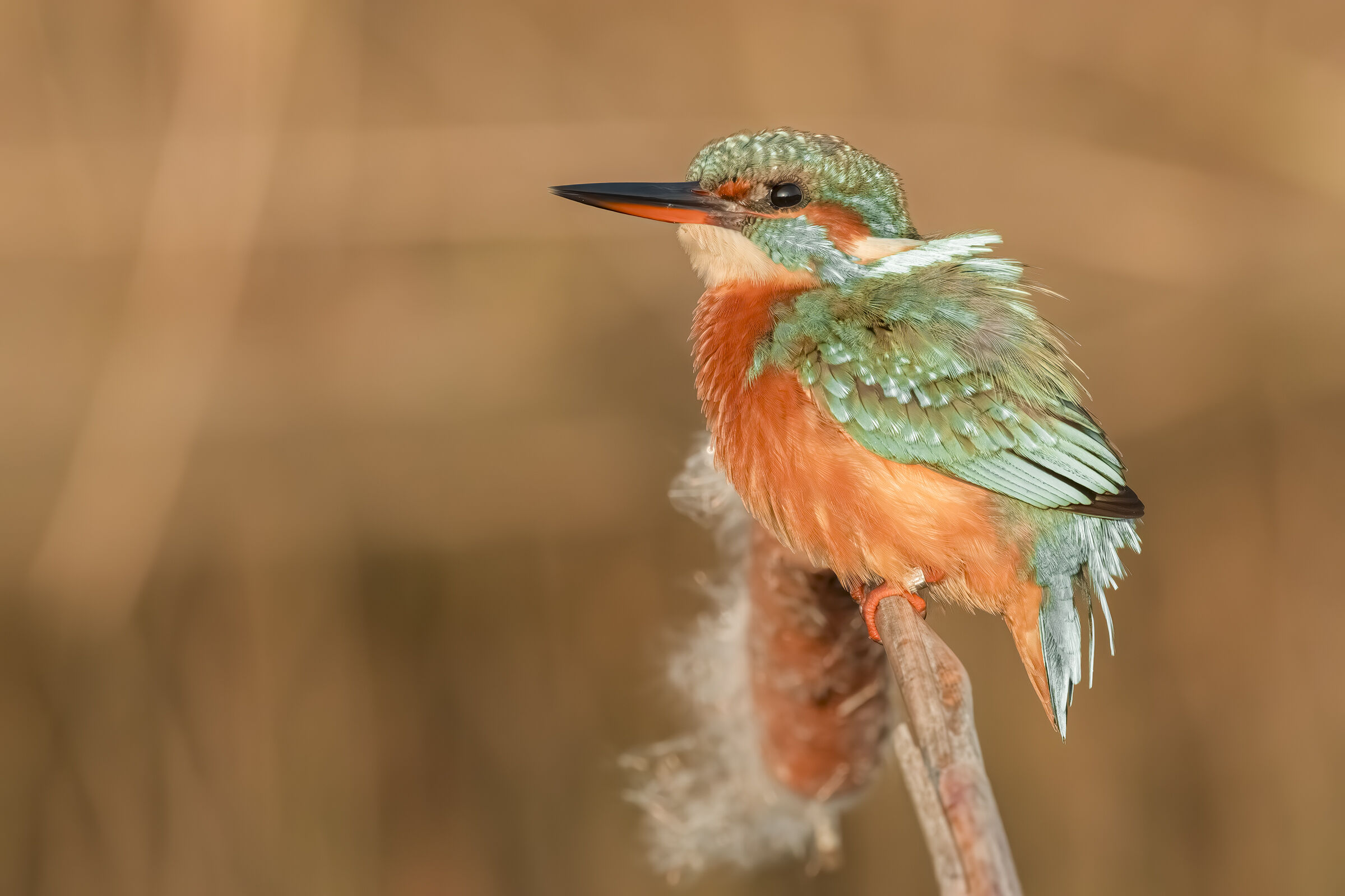 Kingfisher