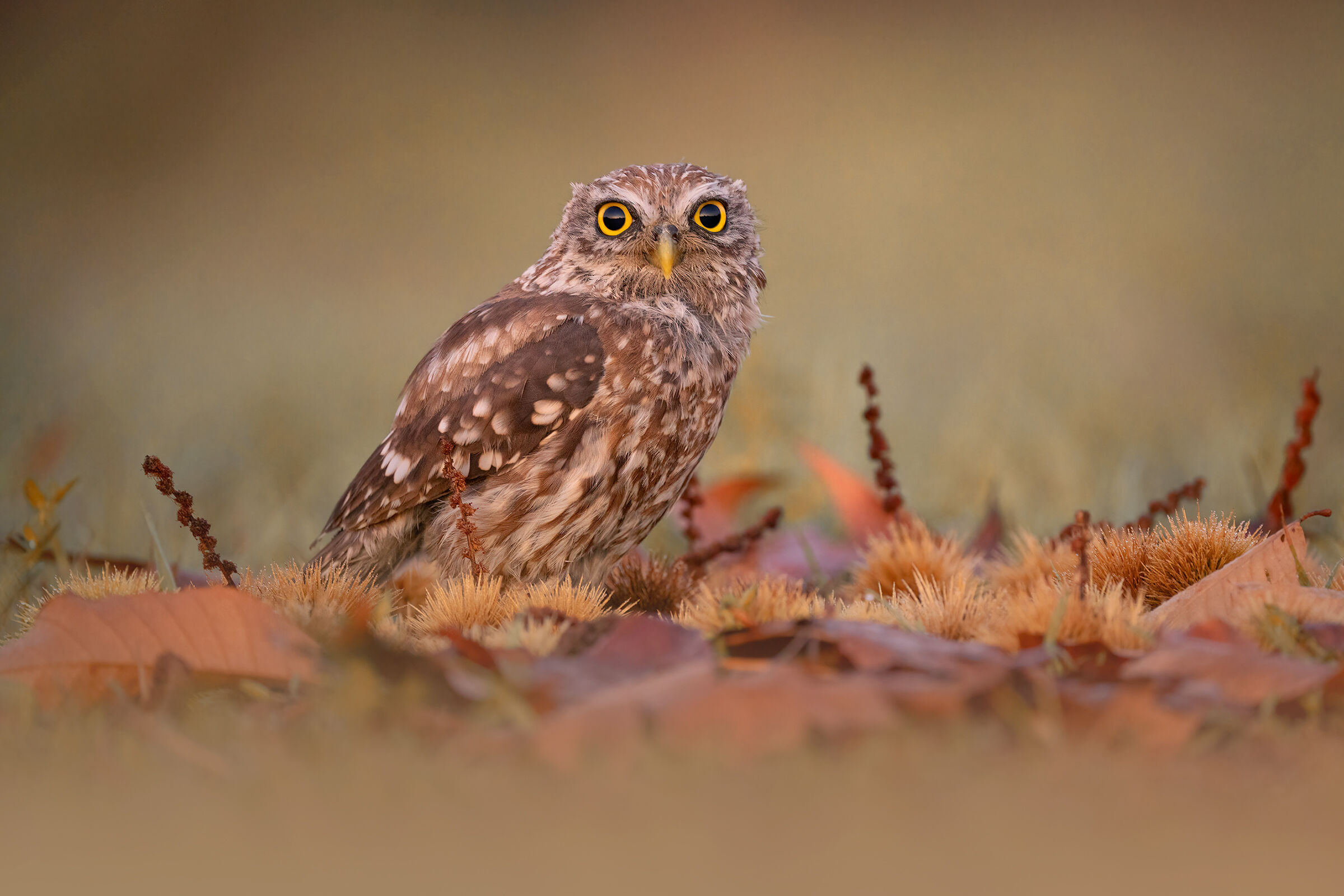 OWL