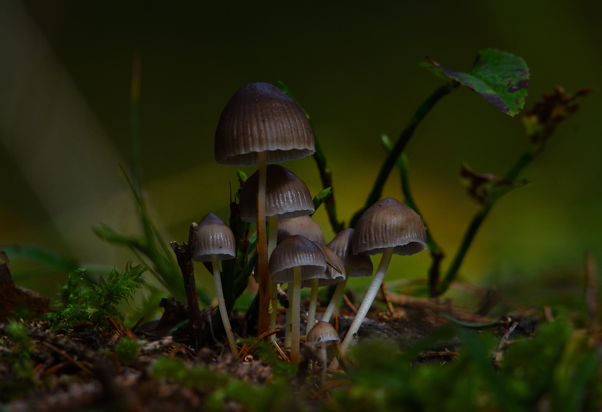 magie del sottobosco