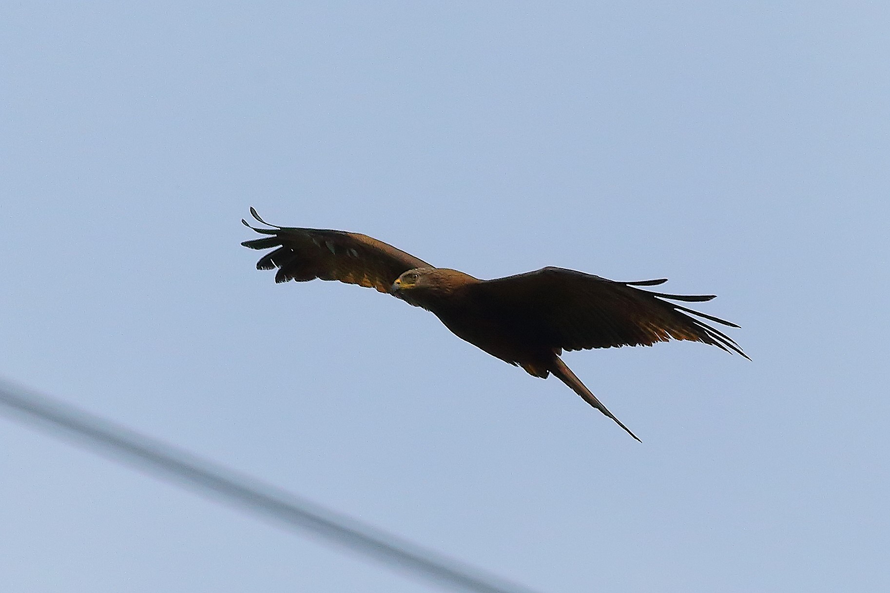 Nibbio bruno 03 maggio 2024 - 8580