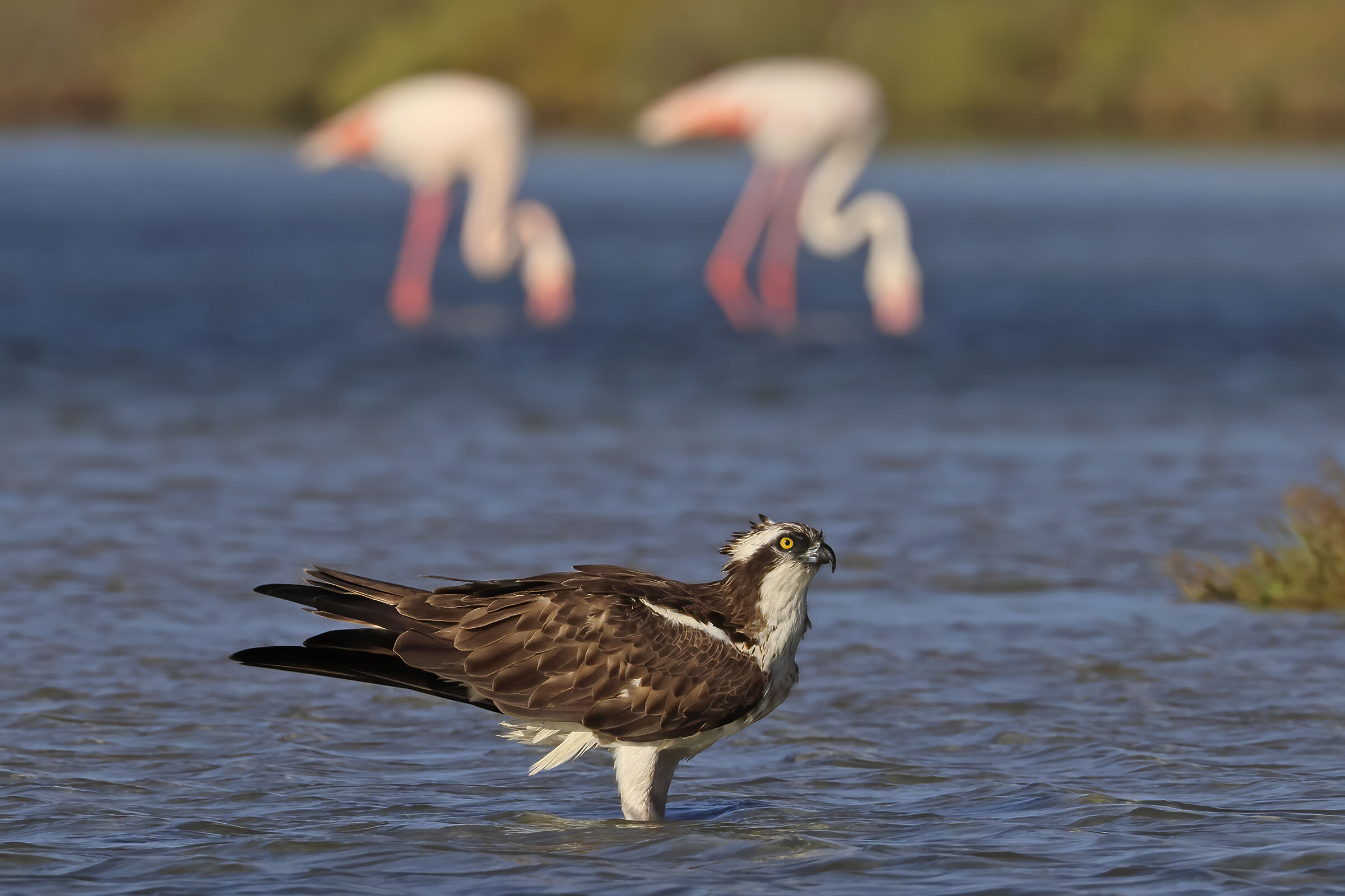 Rose in the background