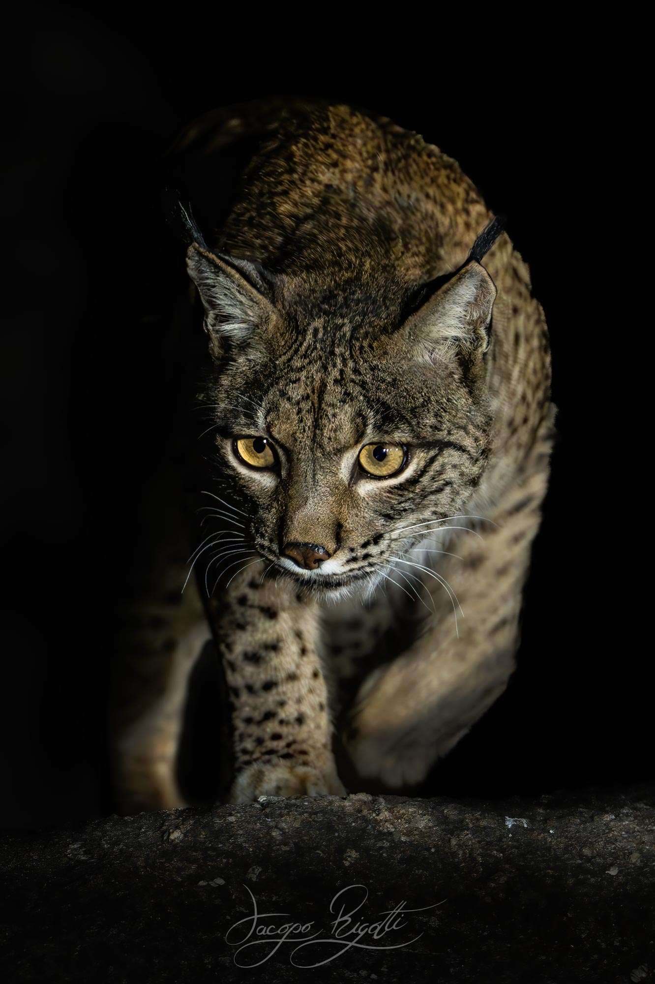Lince iberica