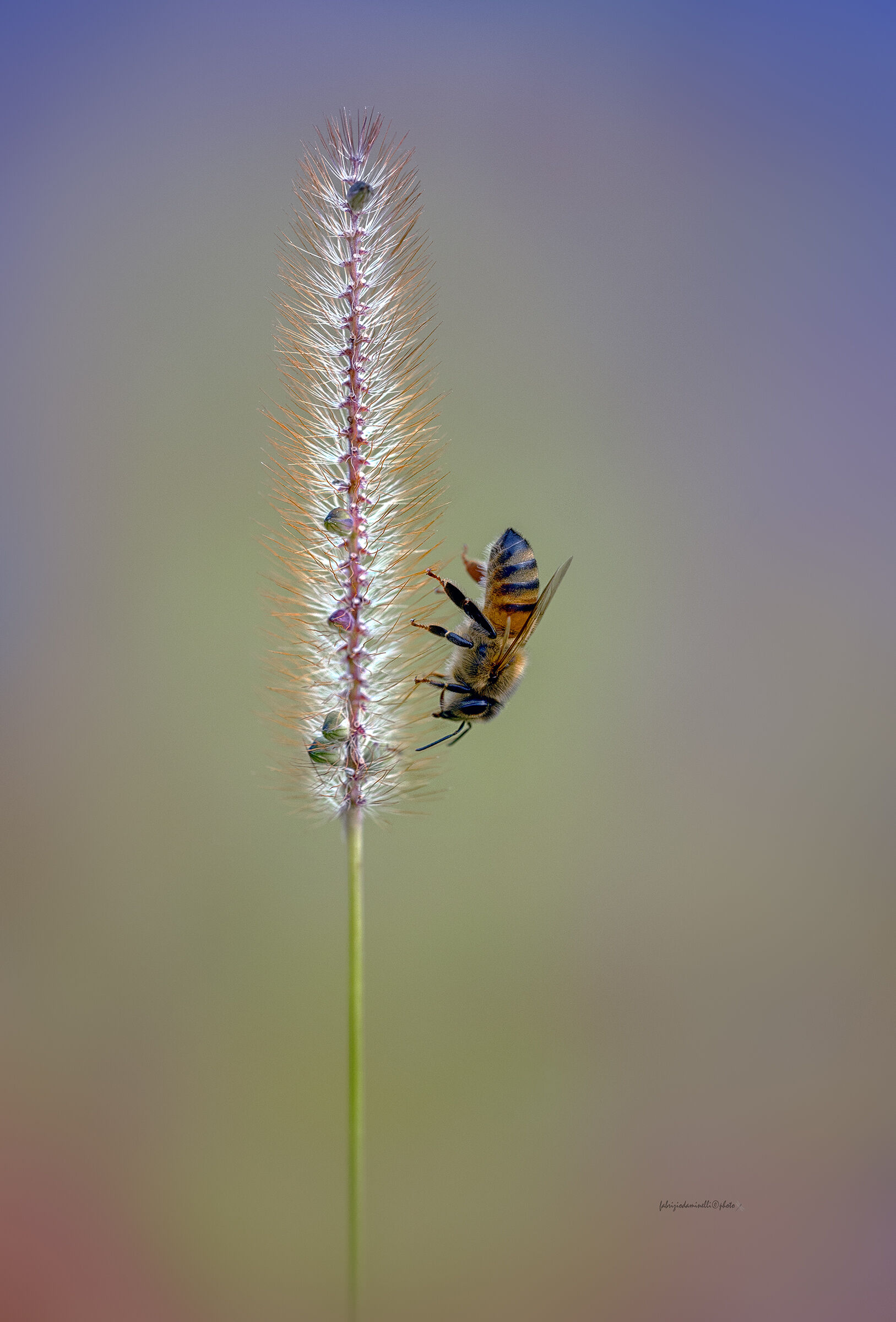 Apis mellifera