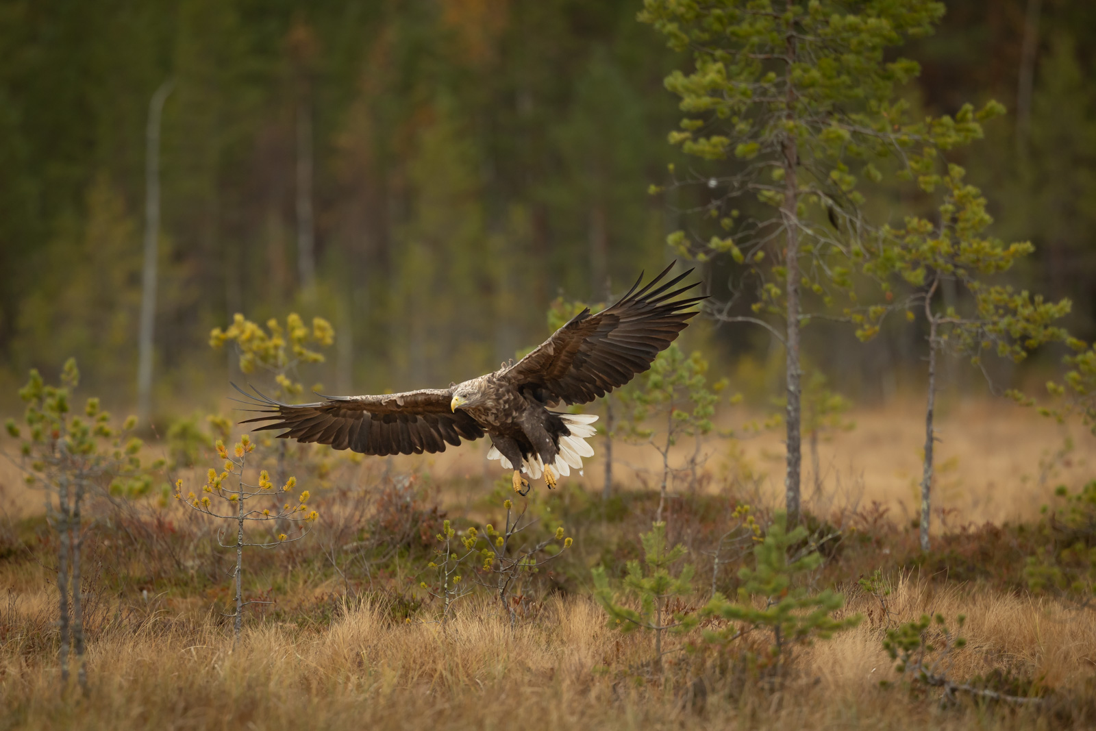 White-tailed eagle