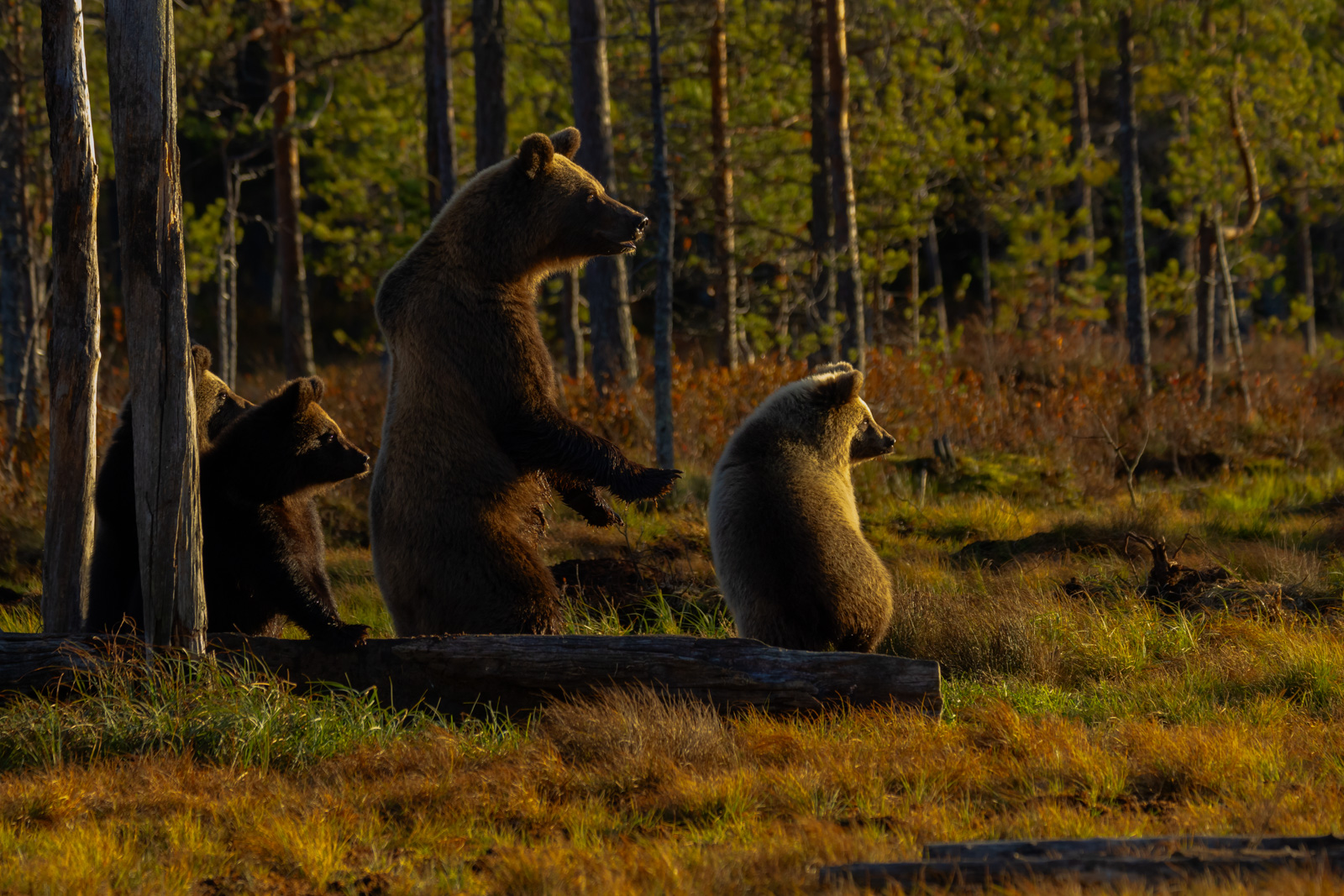 Mother bear and cubs