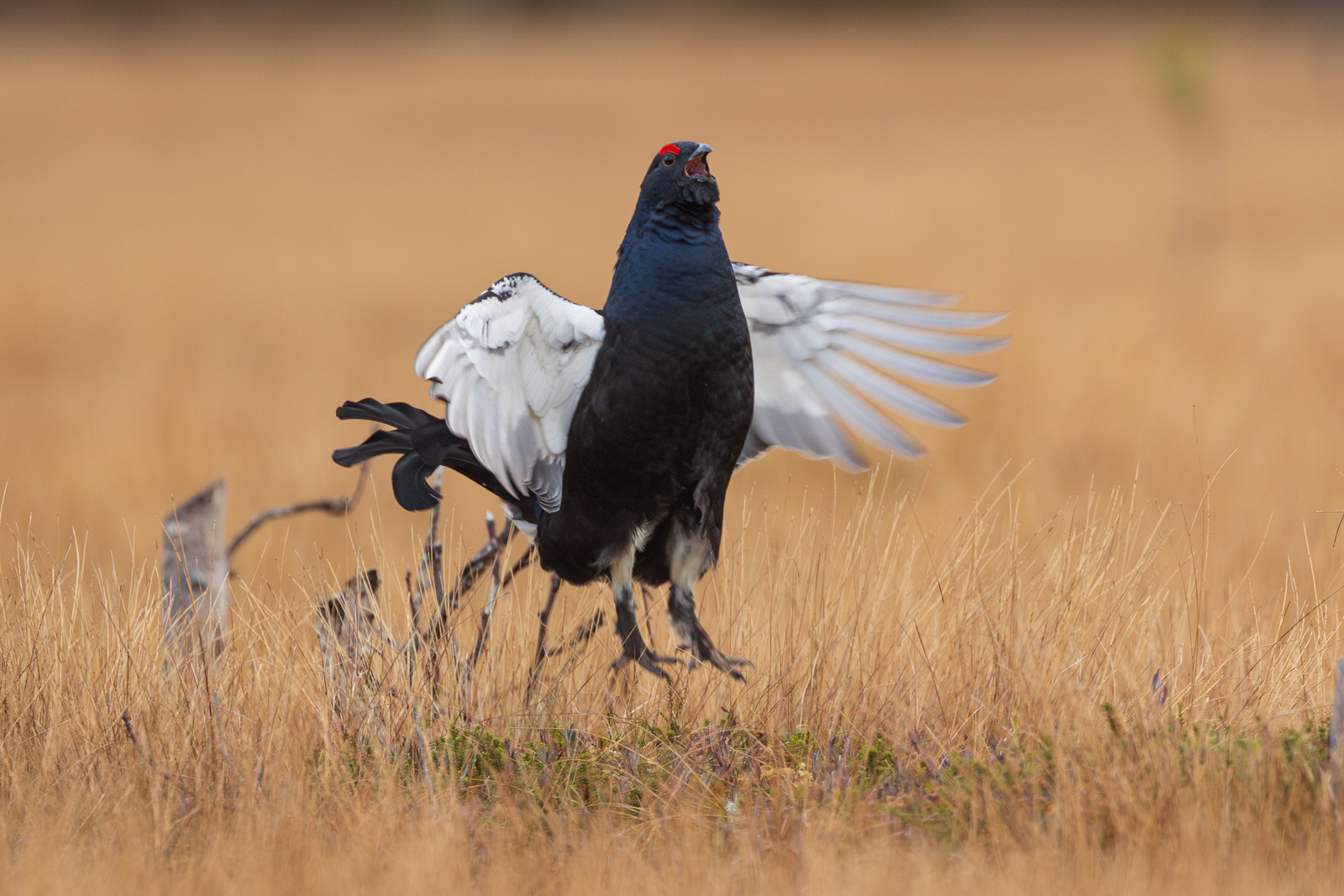 Black grouse