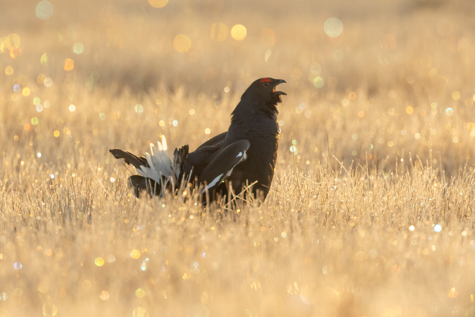 Black grouse