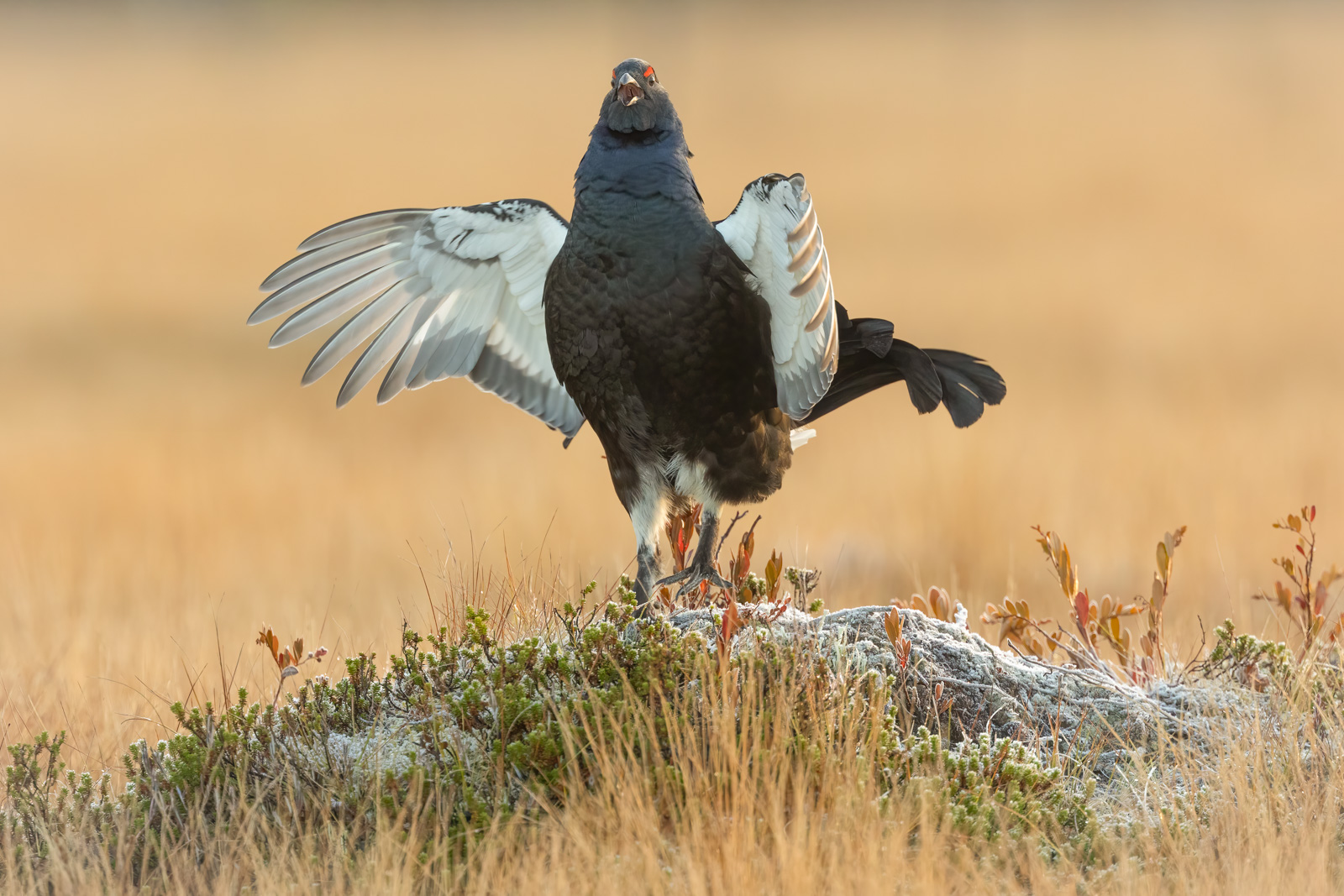 Black Grouse