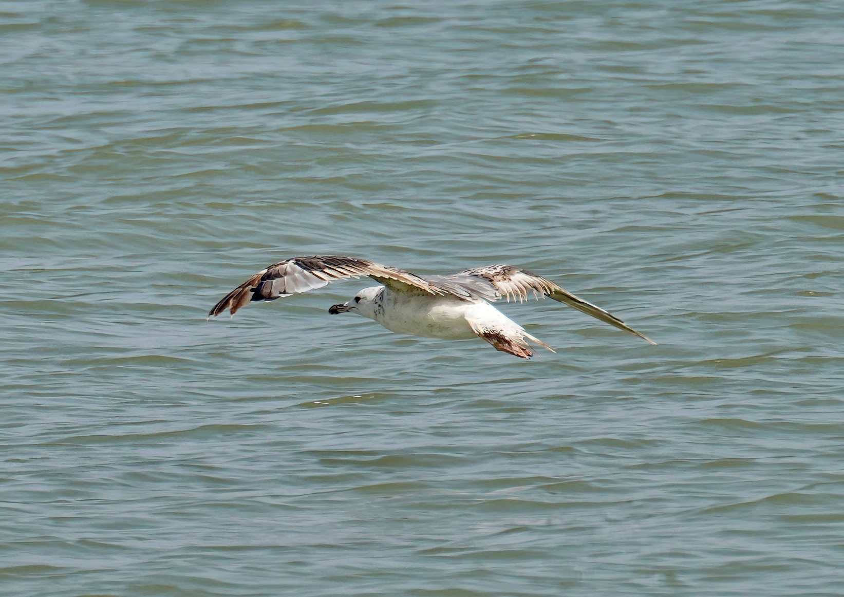Sea gull