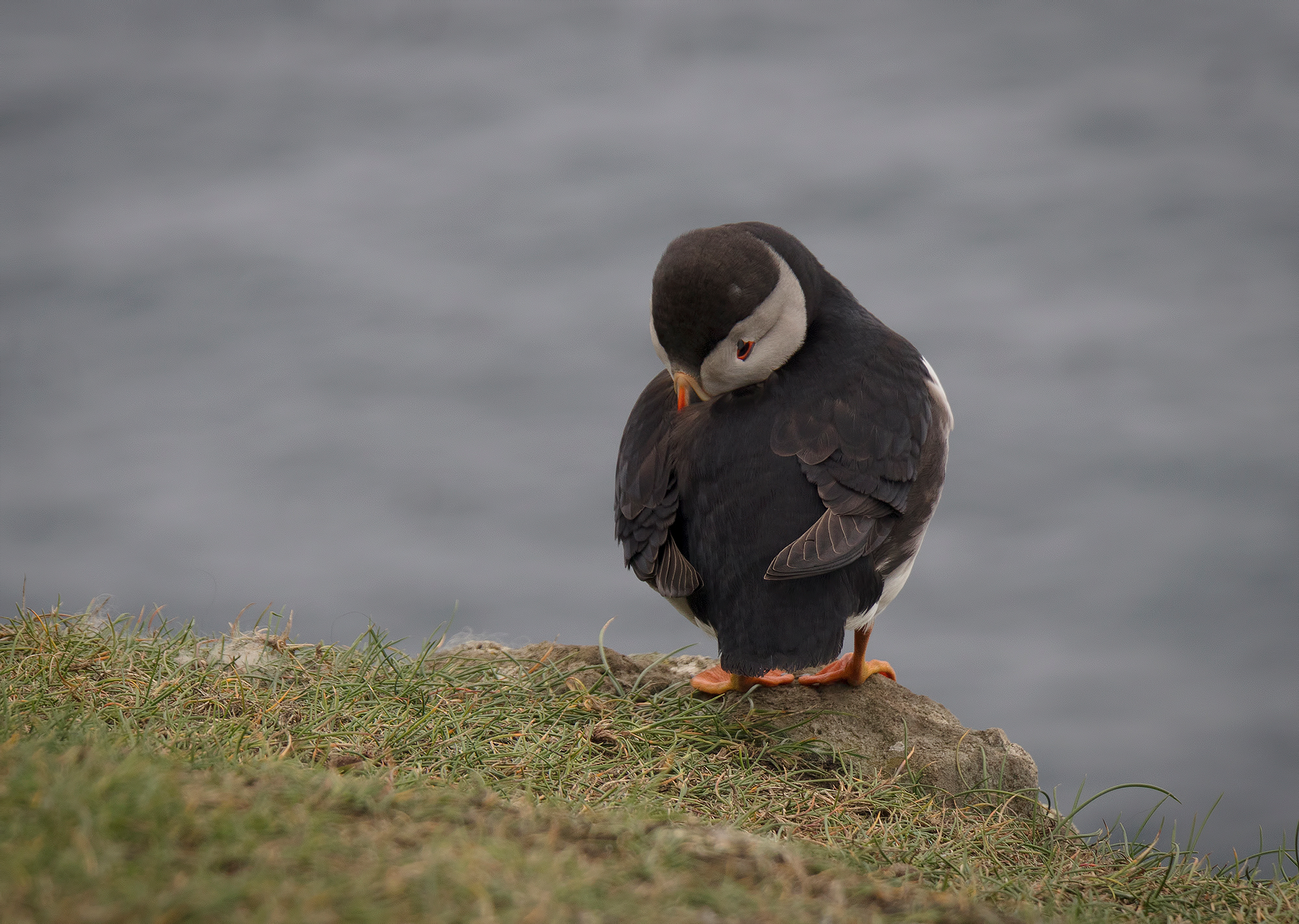 Puffin portrait
