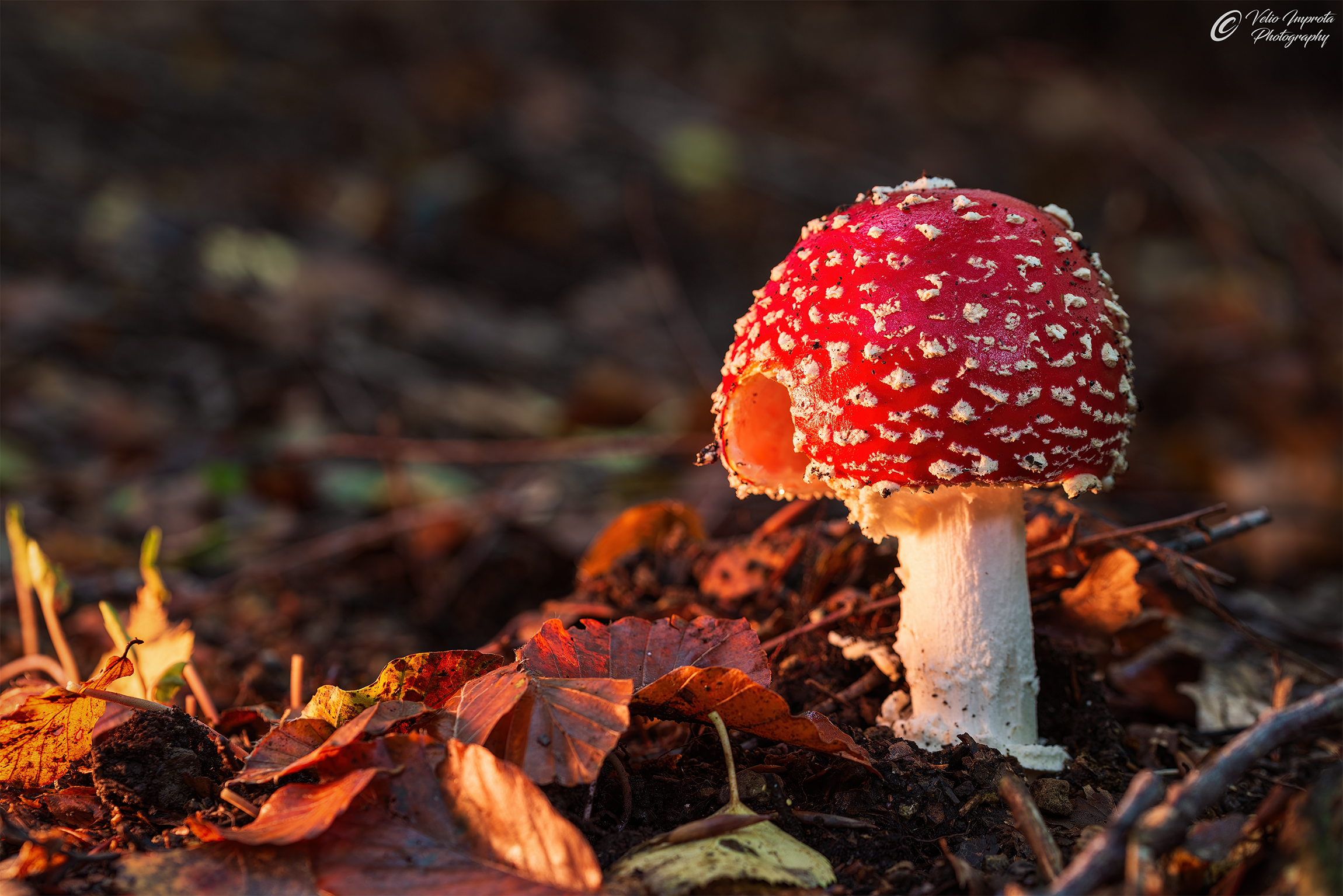 Amanita alle luci del tramonto