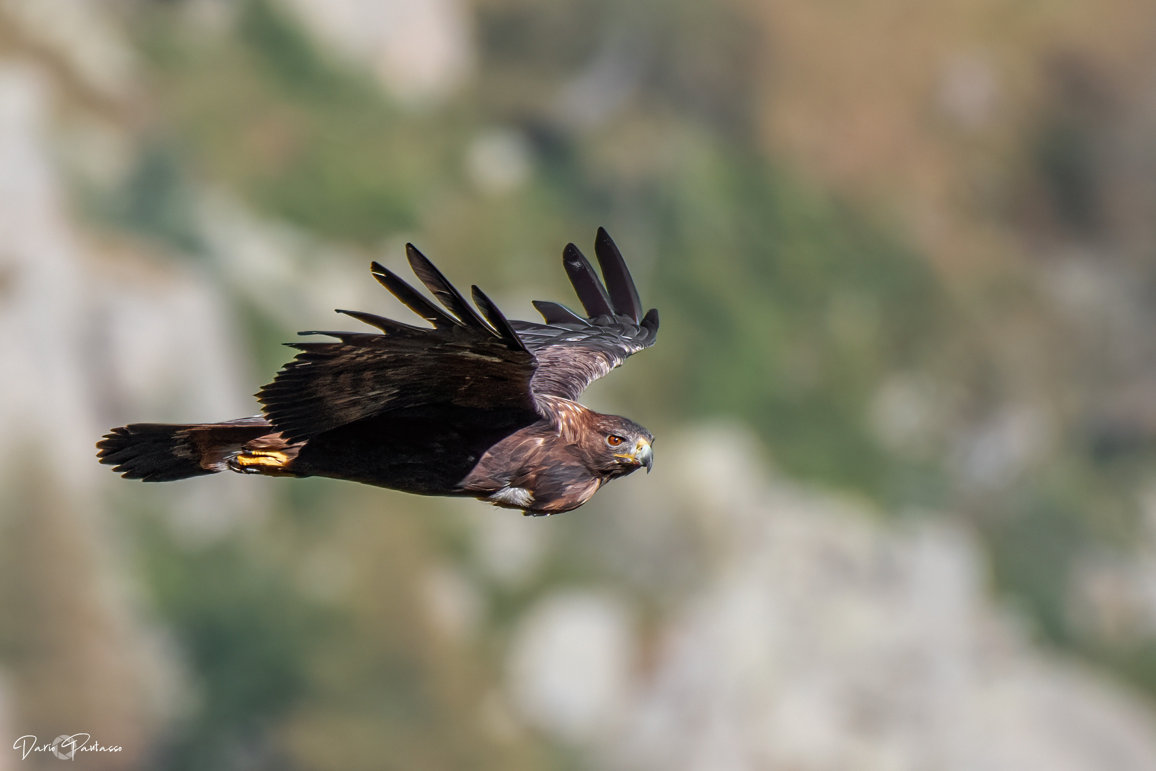 Il bronzo negli occhi (Aquila chrysaetos - Alpi)