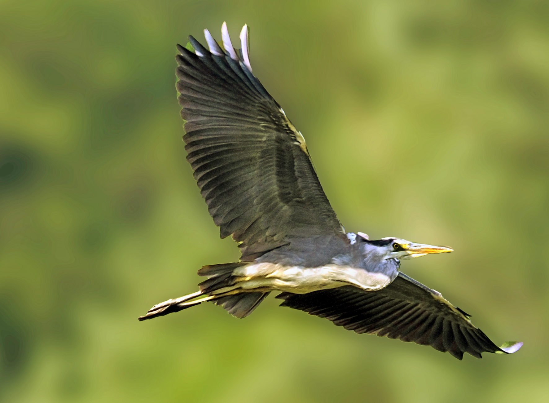 lipu crava oasis of morozzo