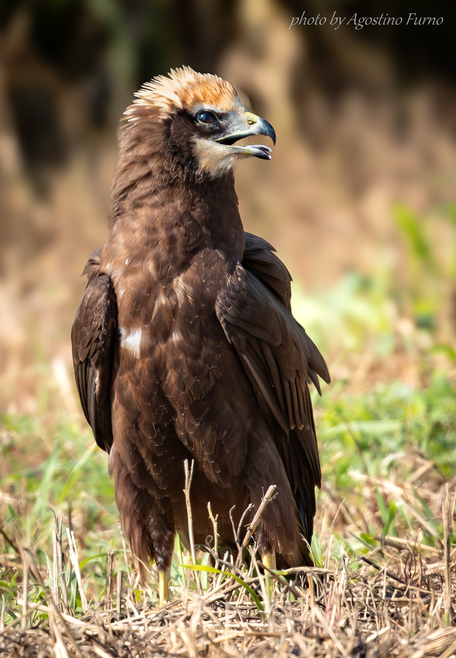 Marsh Harrier
