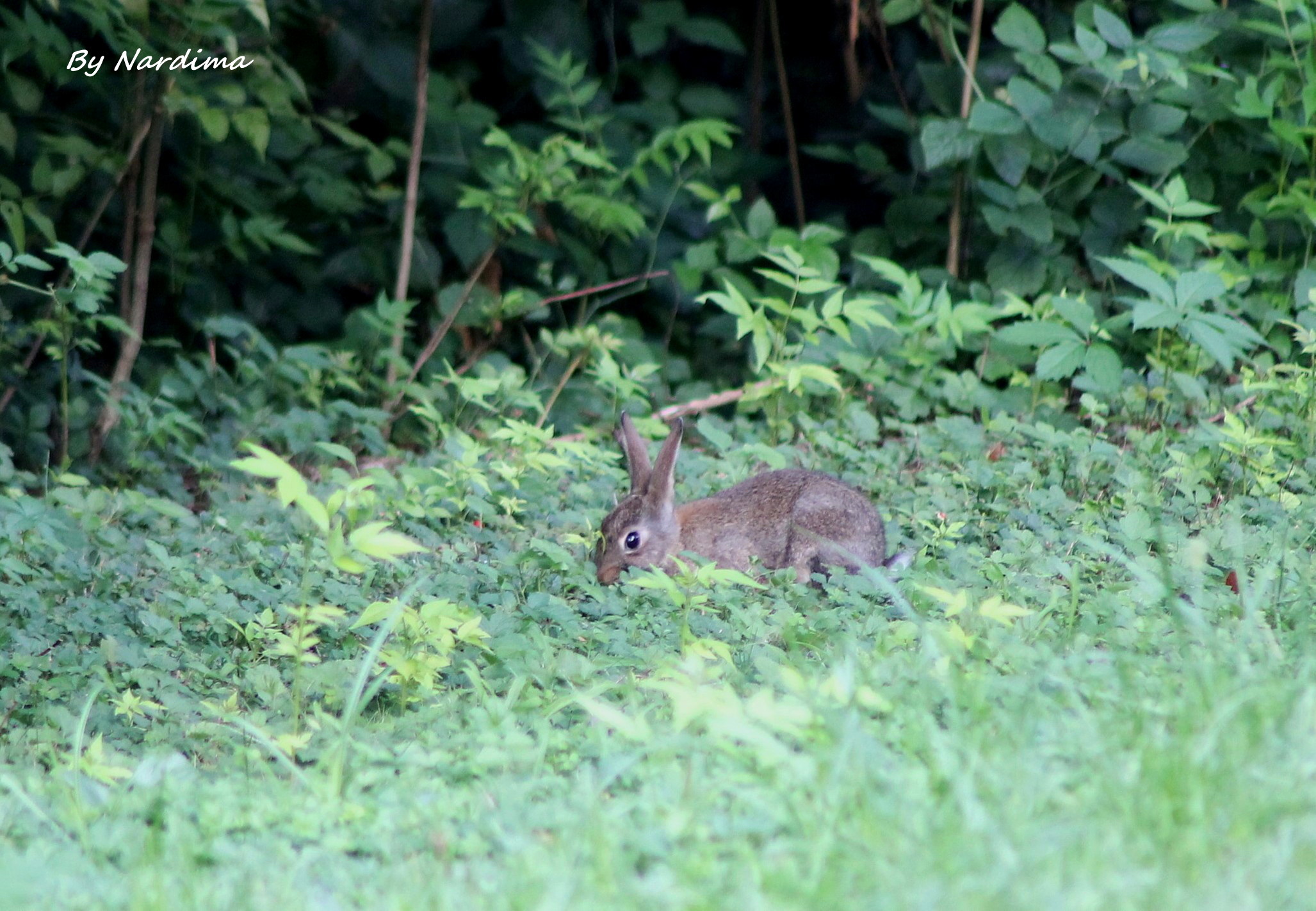 Young bunny