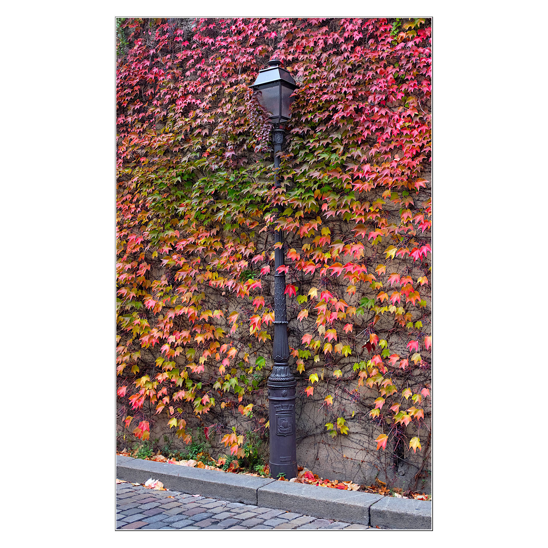 Lampione 'abbracciato' dall'autunno.