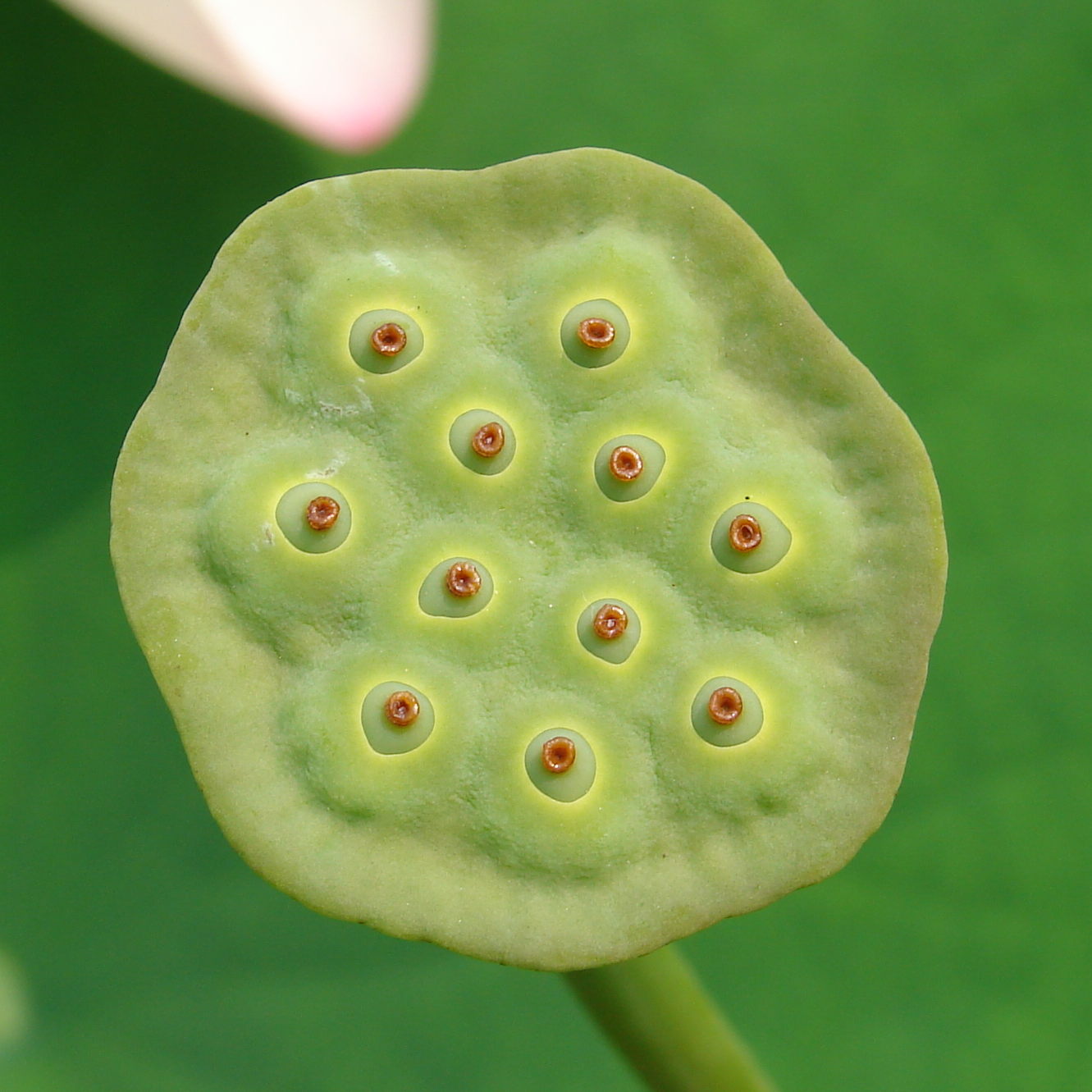 So beautiful that it looks like plastic