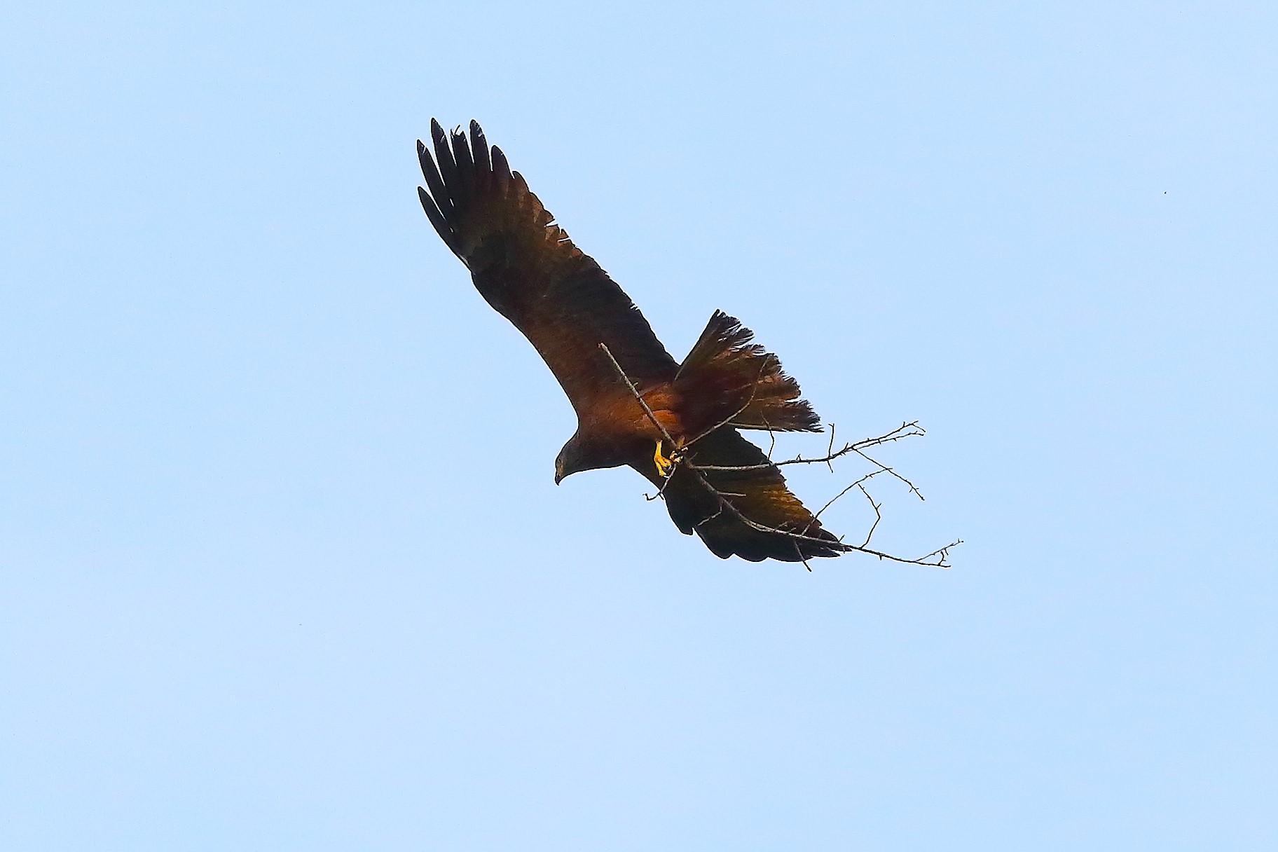 Nibbio bruno 03 maggio 2024 - 8619