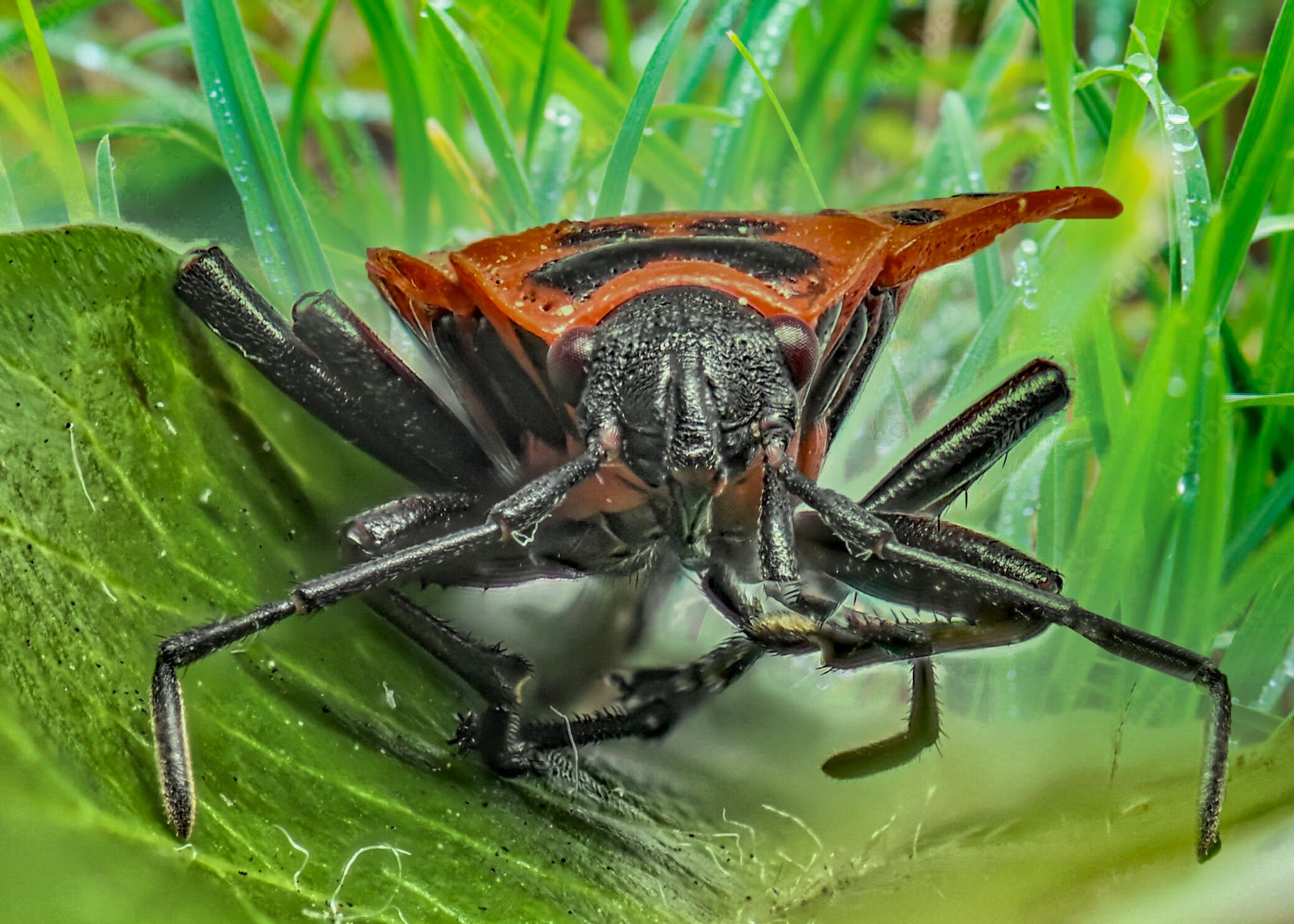 Pyrrhocoris apterus