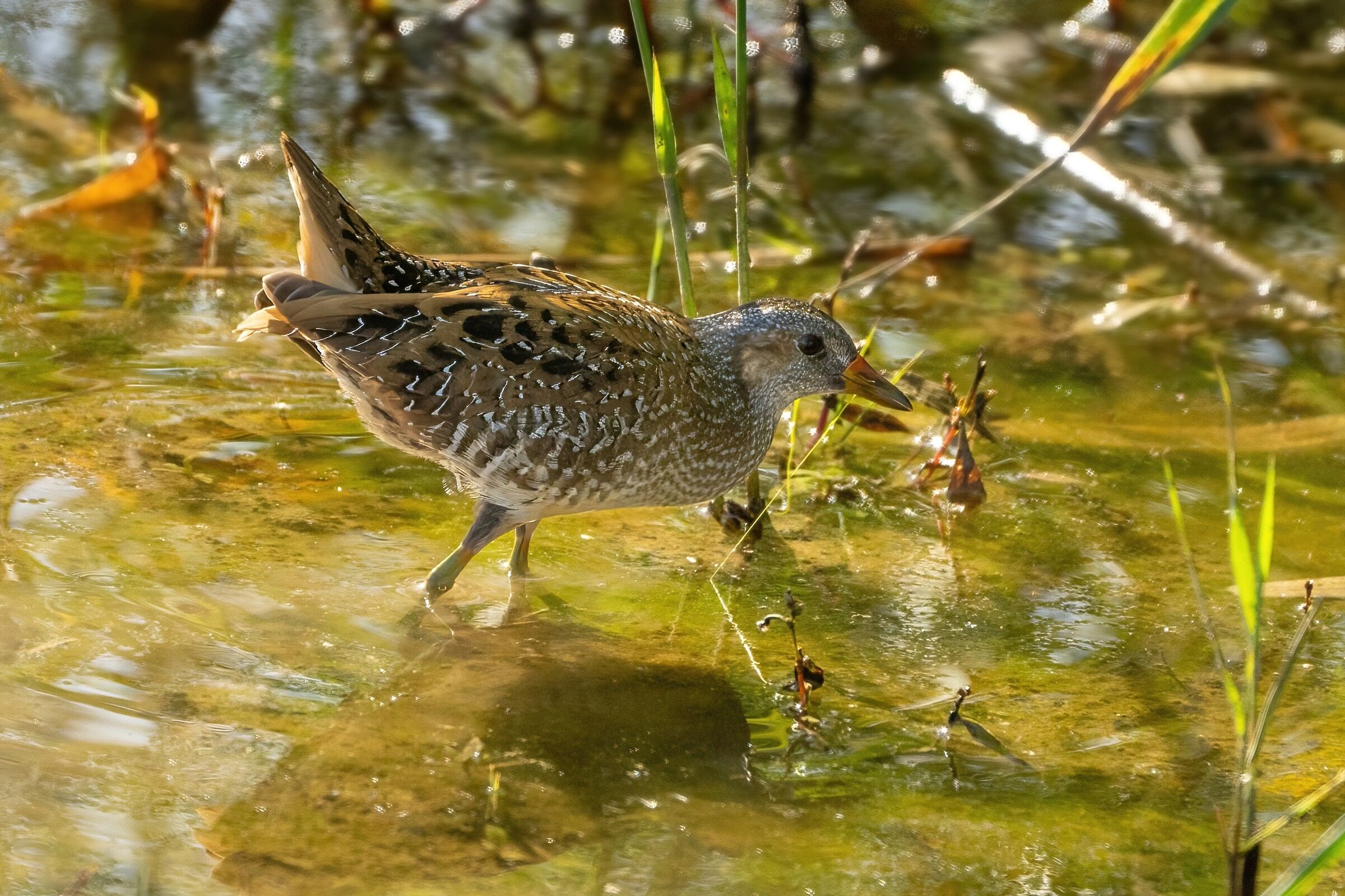 Voltolino (Porzana porzana)