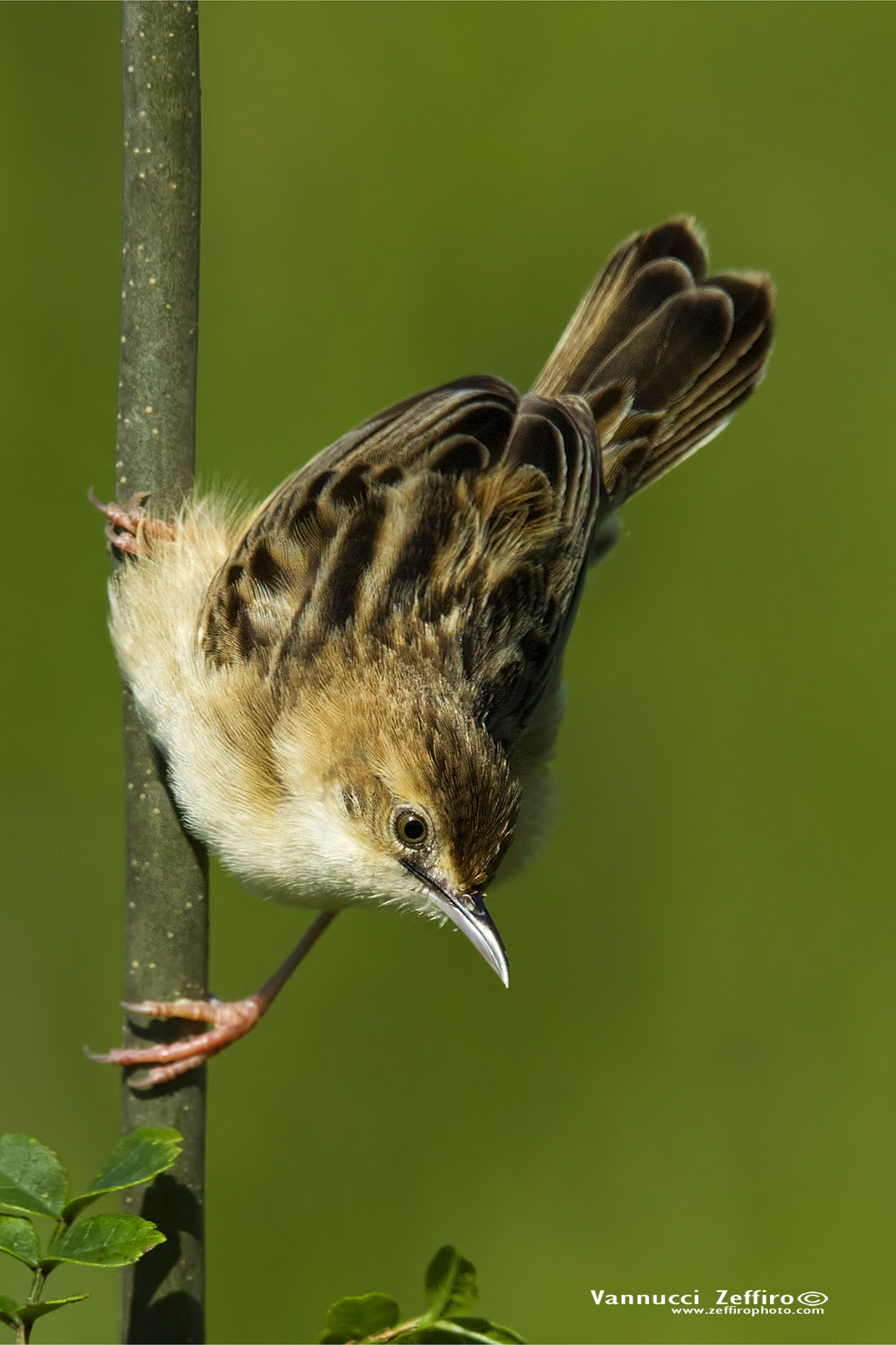 Beccamoschino acrobata