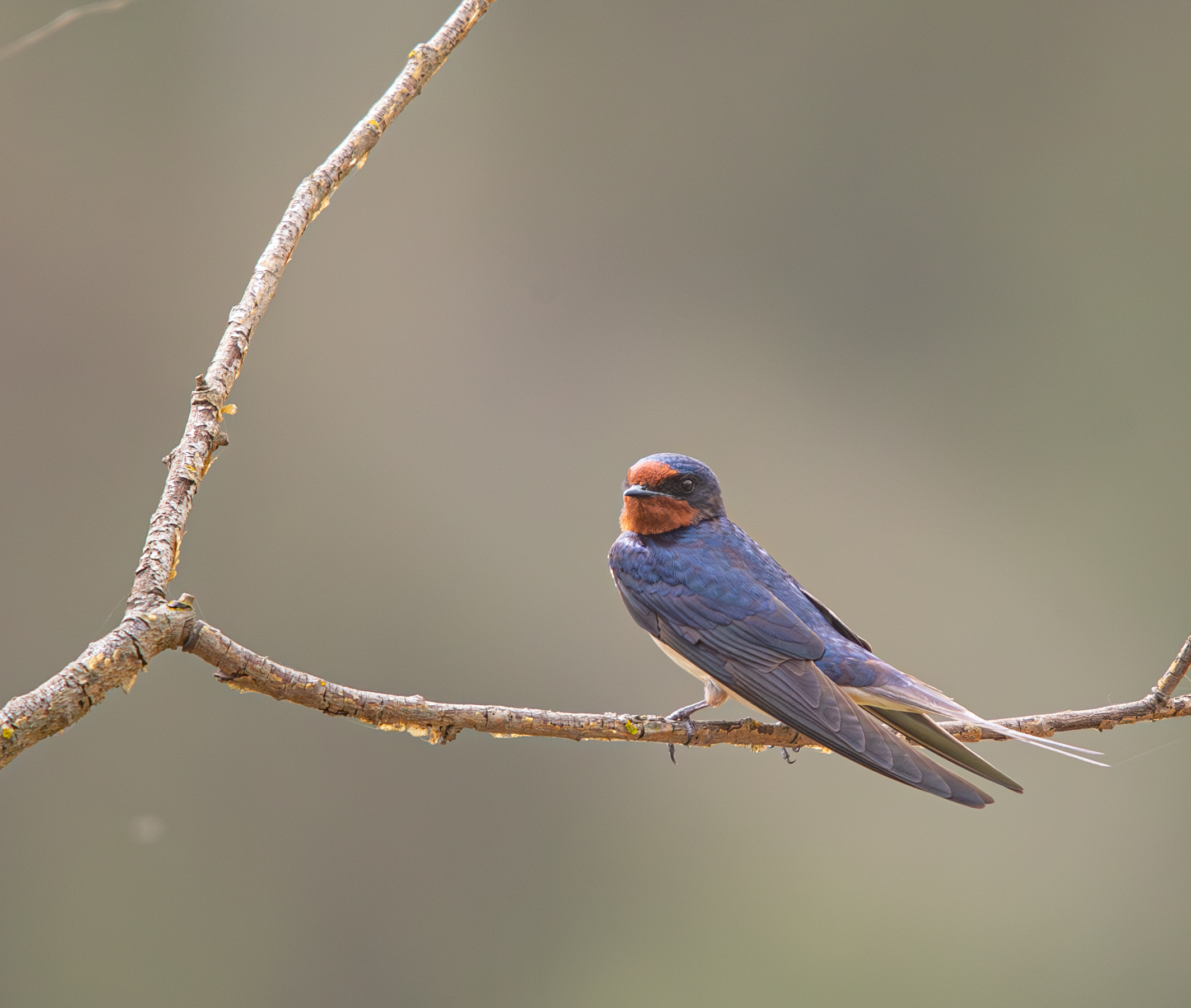 Swallow