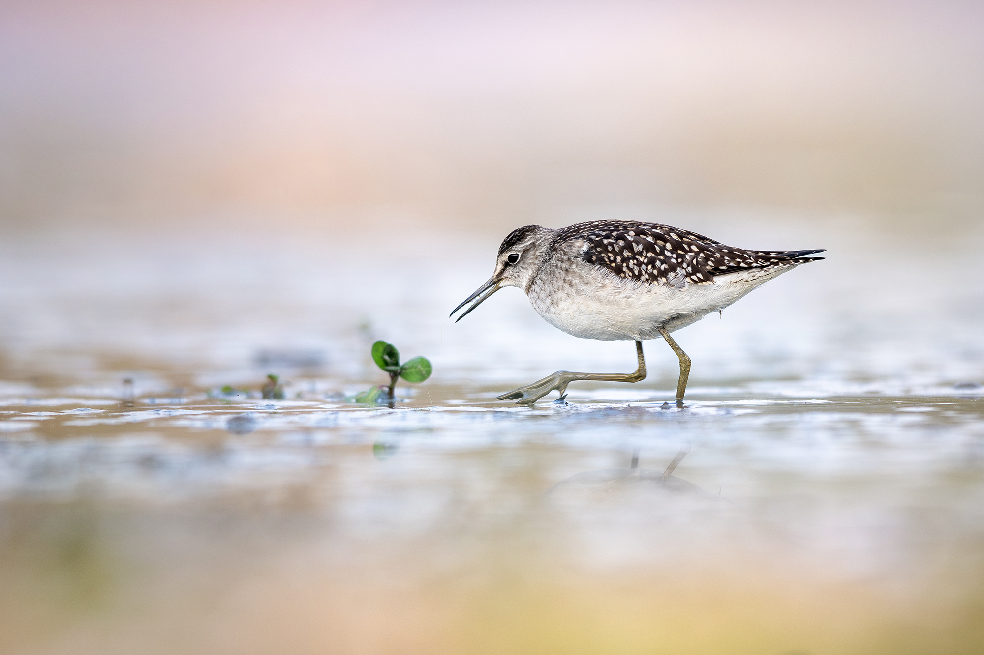 Wood Sandpiper