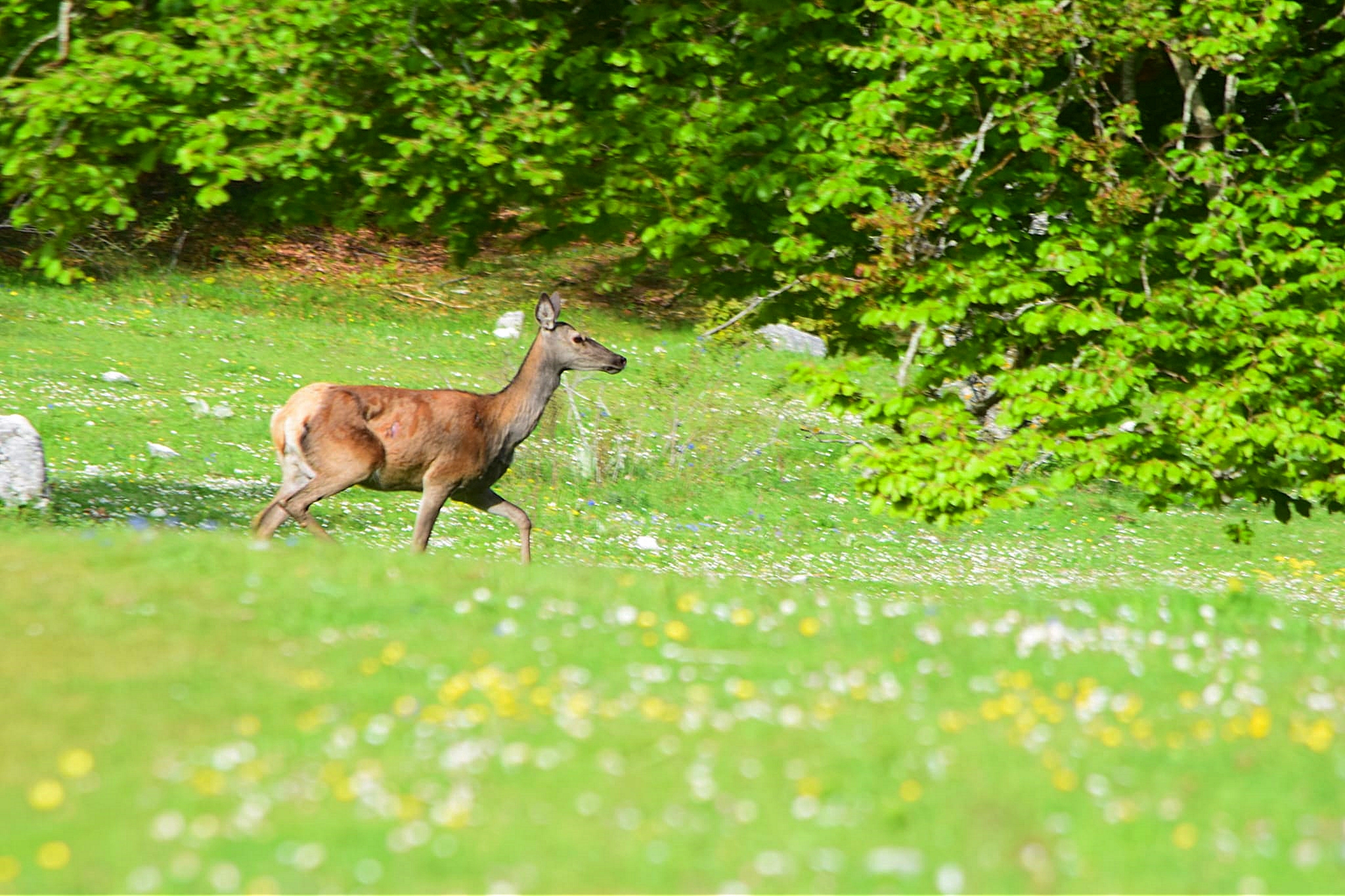 Female deer